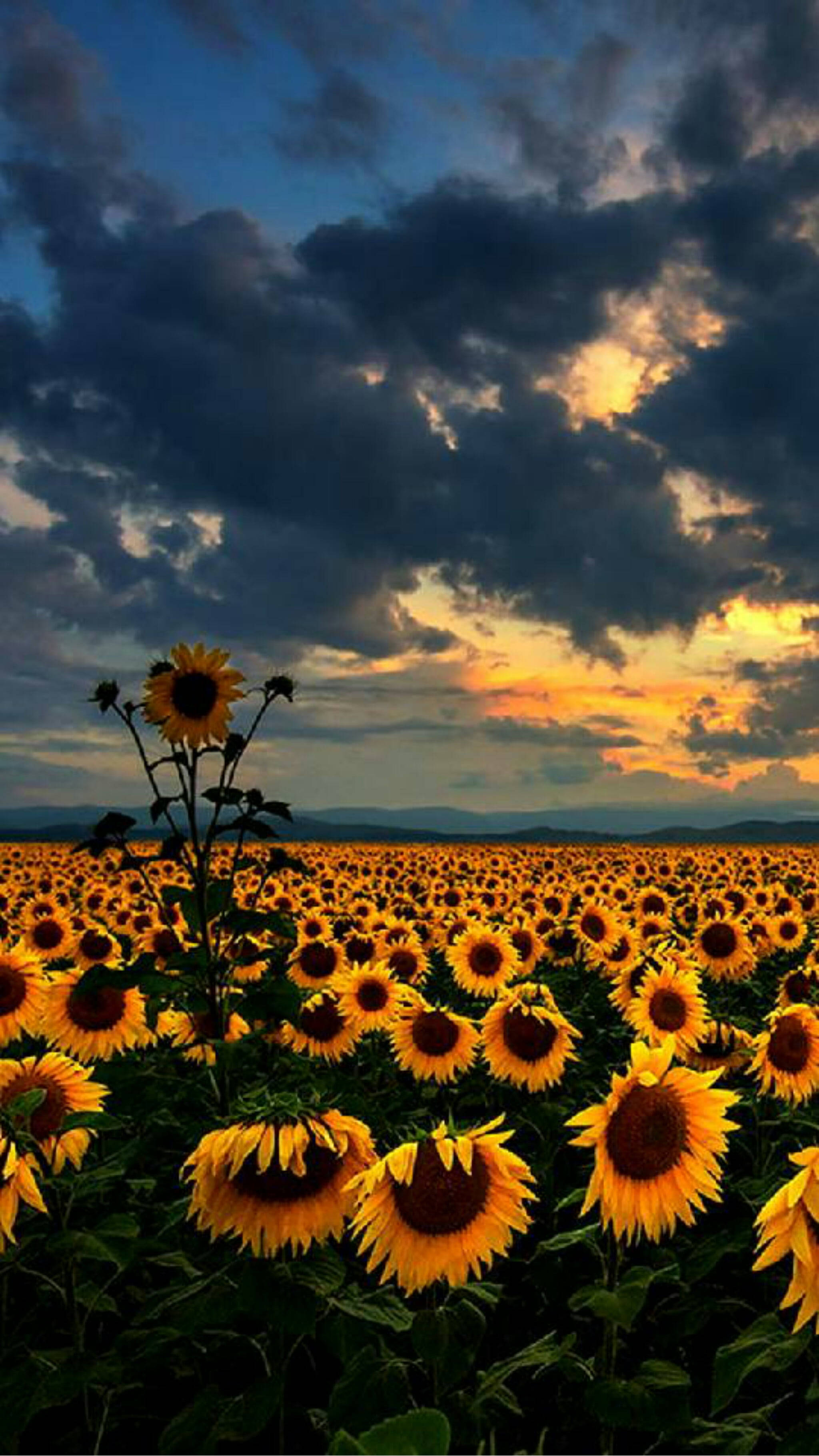 Field Of Sunflower Bunga 壁紙 — 廣闊的向日葵田在戲劇性的暮色天空下延伸，天空中有金色的雲朵和深藍色的陰影。