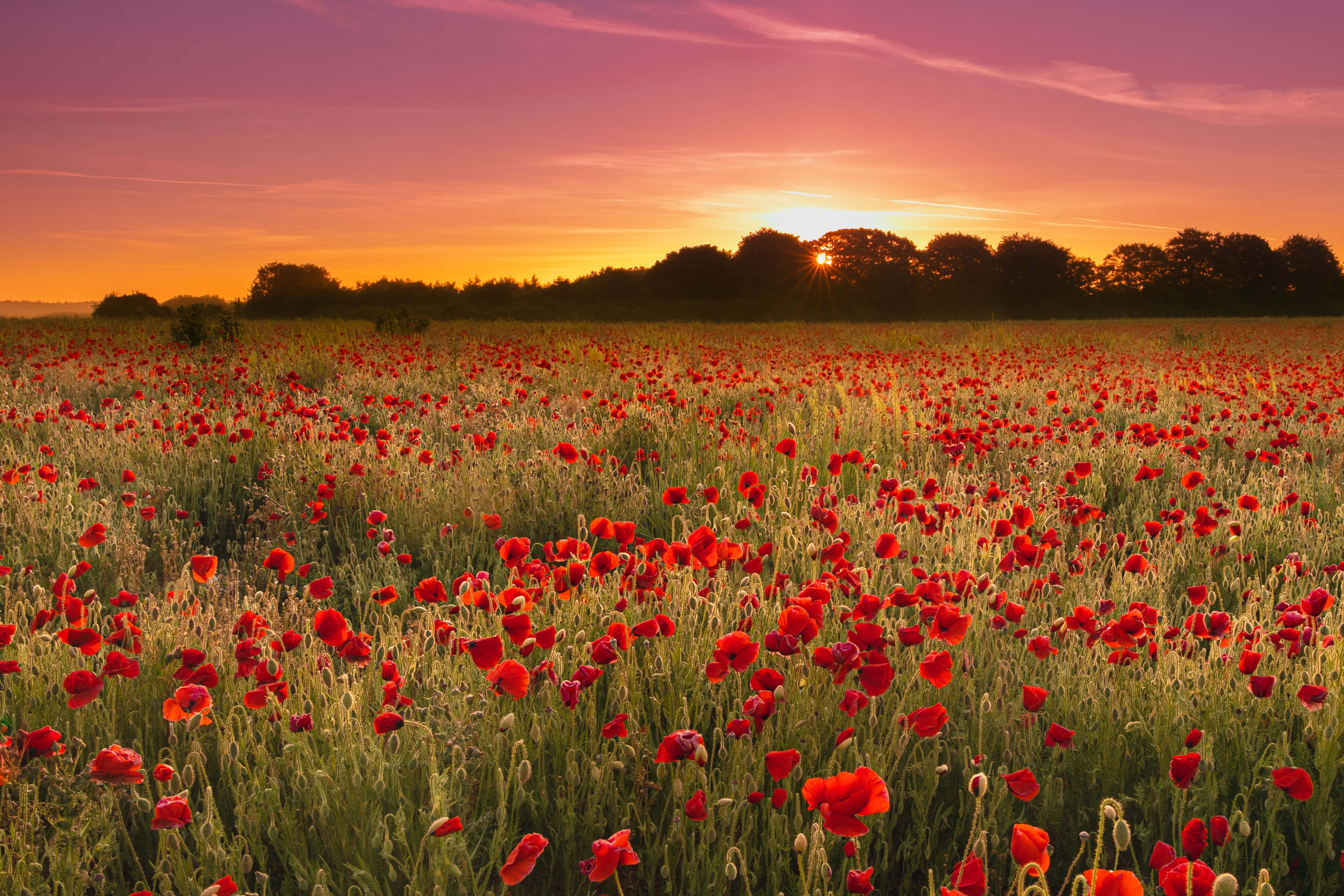 Poppy Field 桌布 壁紙 — 廣闊的紅色罌粟花田在火紅的日落天空下搖曳，金色的陽光穿過剪影般的樹木。