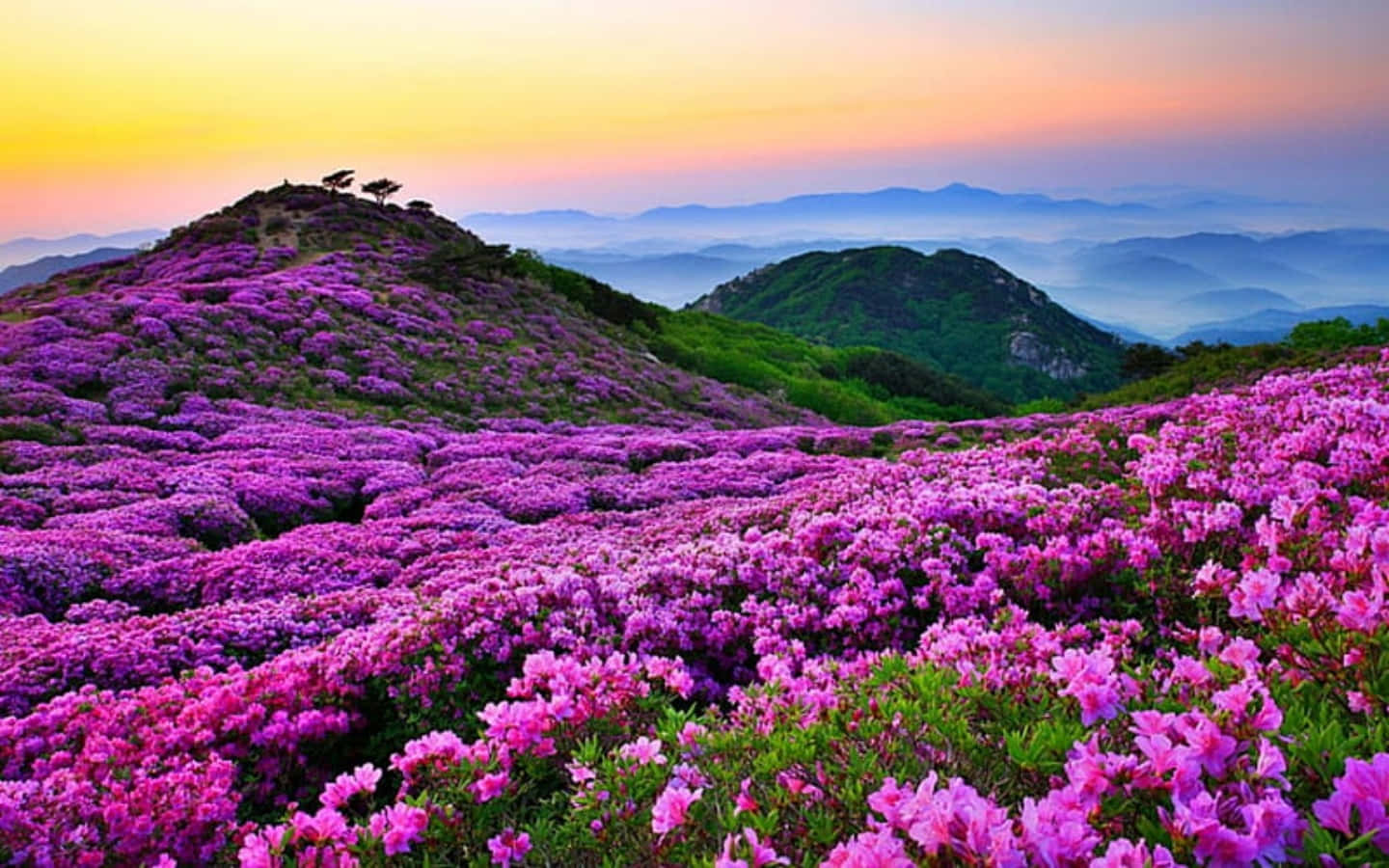 美景 桌布 壁紙 — 廣闊的紫色杜鵑花覆蓋著起伏的山丘，在柔和的金色日落天空下，遠方有層層山巒。