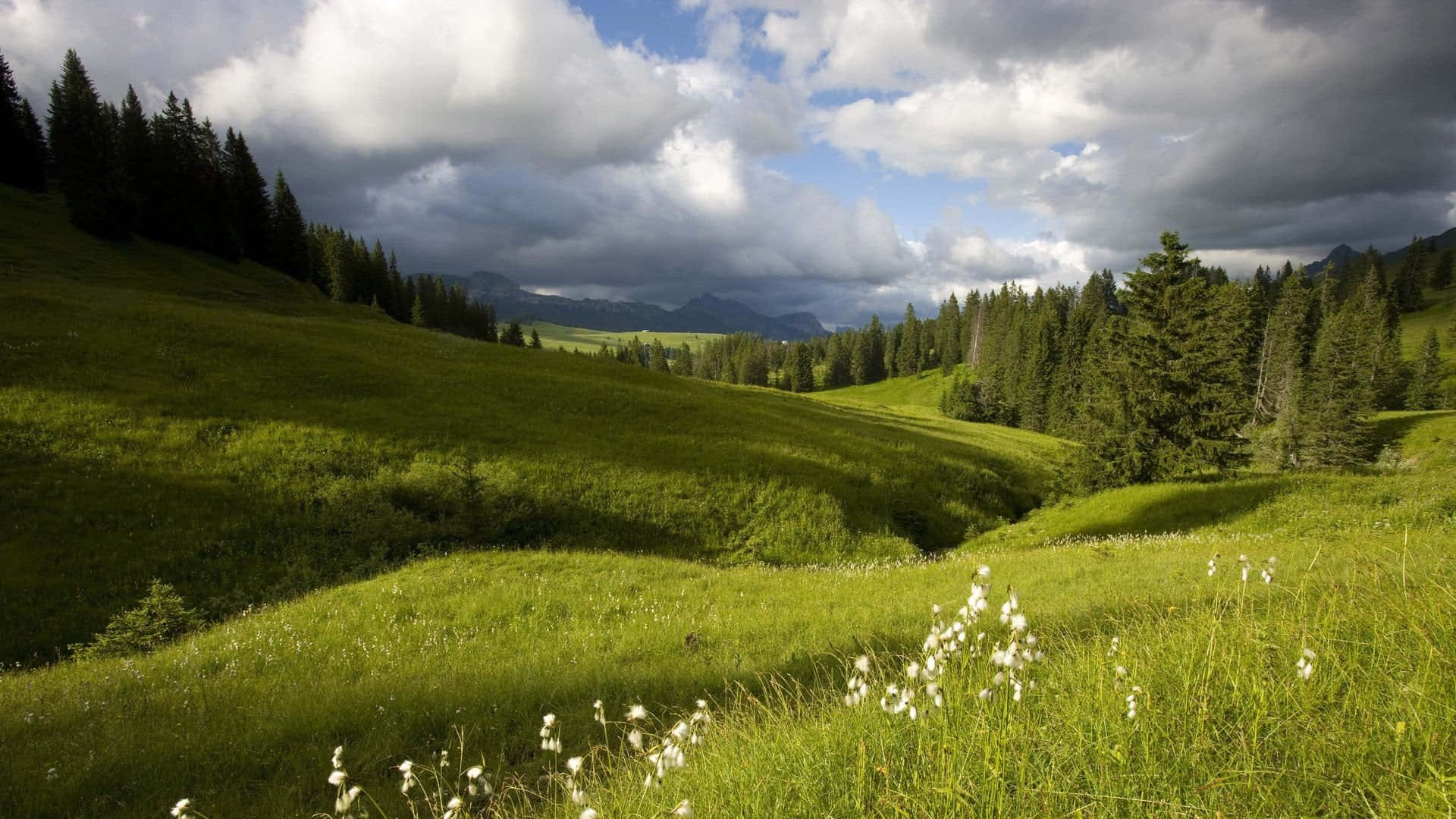 Meadow 桌布 壁紙 — 廣闊的綠色草地在戲劇性的多雲天空下延伸，遠處有山脈和散落的松樹。