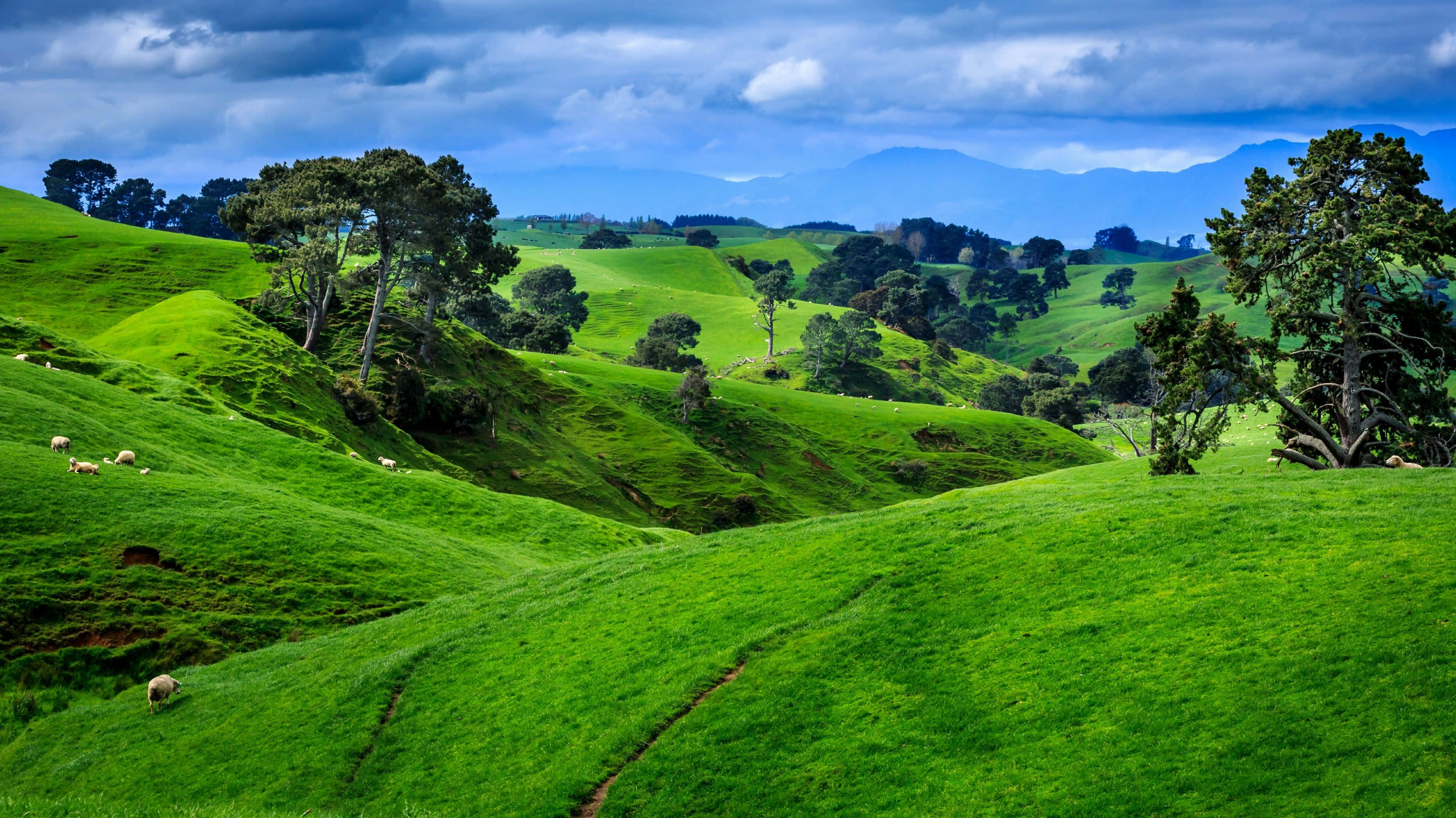 New Zealand 桌布 壁紙 — 廣闊的翠綠山丘在戲劇性的多雲天空下起伏，散落的羊群在高大的樹木間吃草。