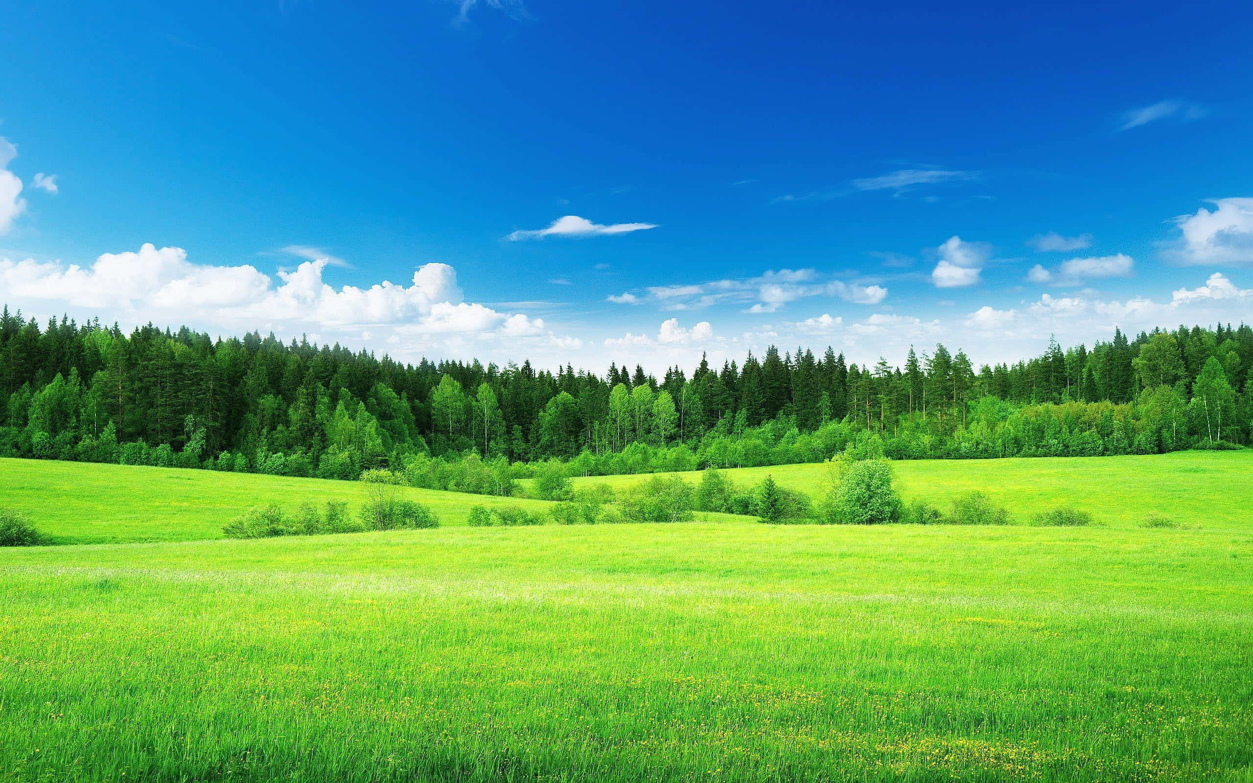 Meadow 桌布 壁紙 — 廣闊的翠綠草地延伸至明亮的藍天下，點綴著蓬鬆的白雲，並被茂密的綠色森林環繞。