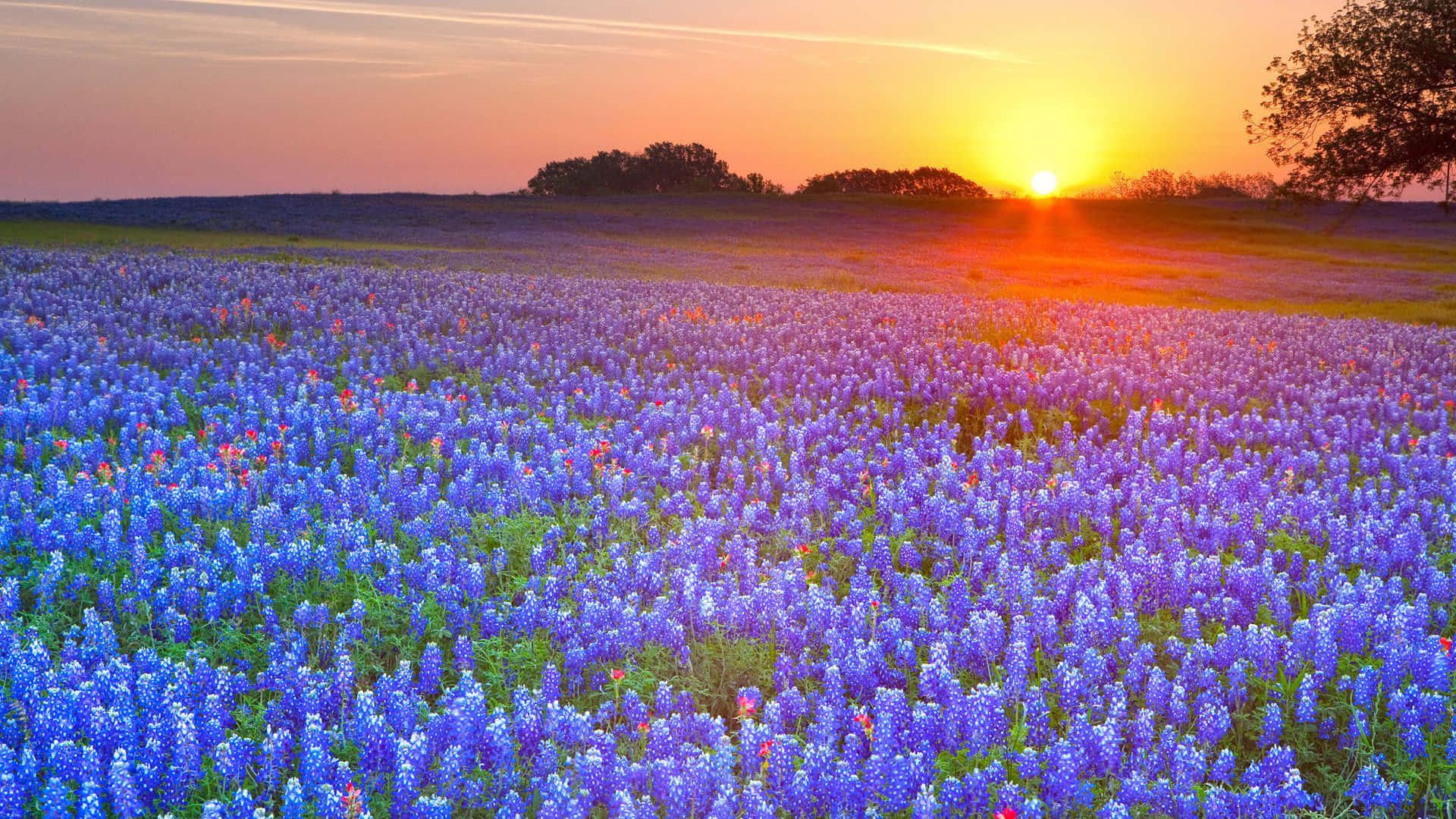 Meadow 桌布 壁紙 — 廣闊的藍帽花田沐浴在金色夕陽光中，遠處的樹木在溫暖的橙色天空下形成剪影。