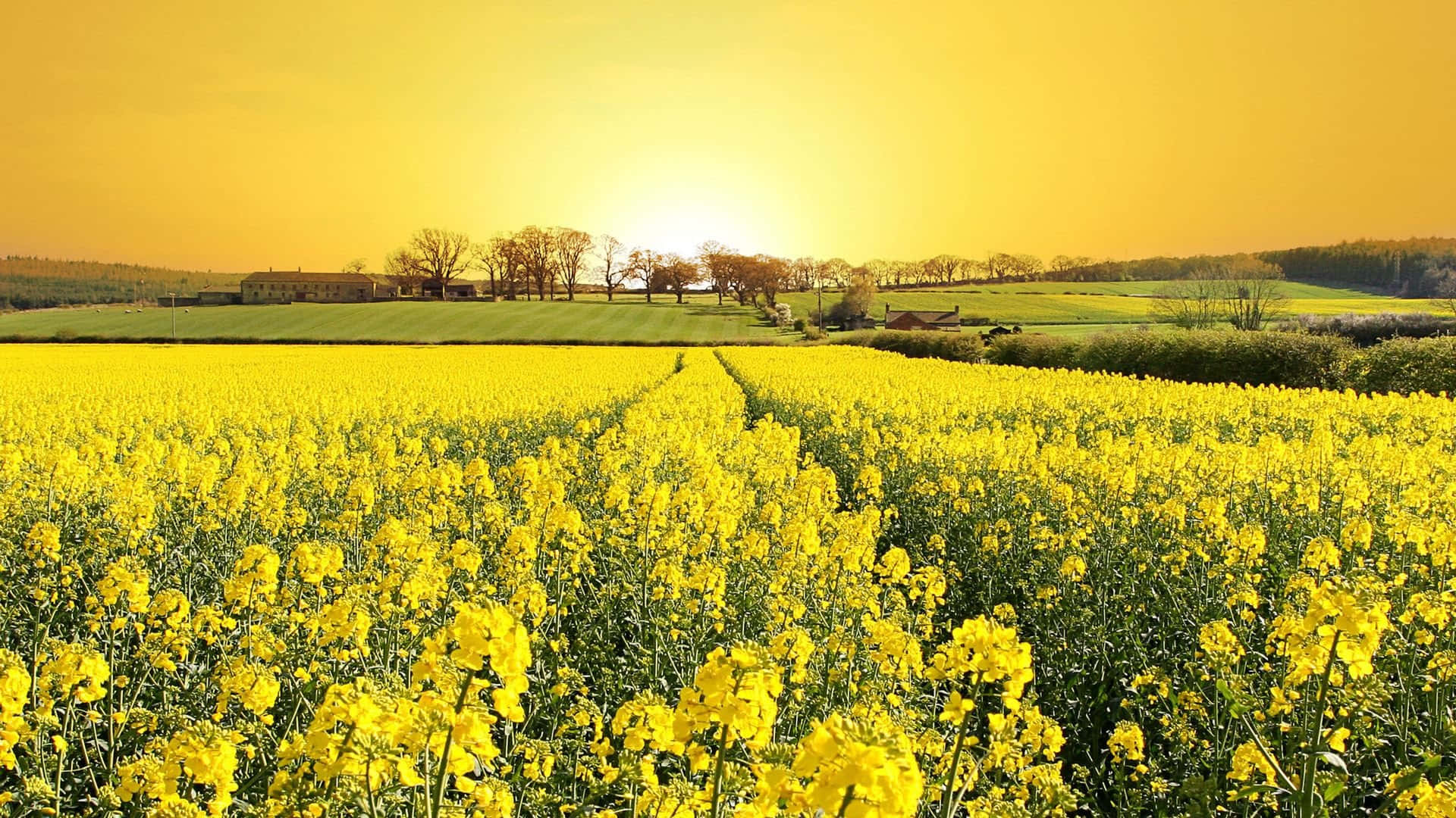 Spring Fields 桌布 壁紙 — 廣闊的金色油菜花田向溫暖的夕陽延伸，遠處有樹木和起伏的丘陵，天空泛著金黃色的光芒。