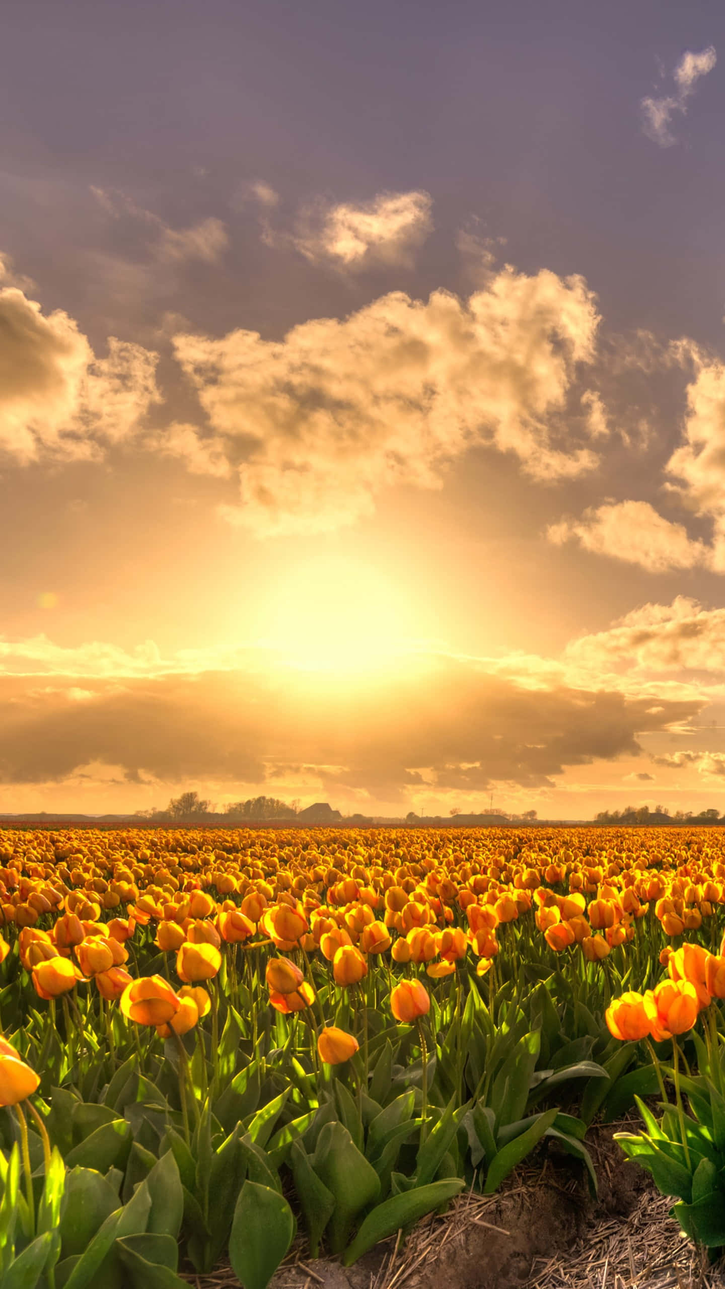 Yellow Tulips 桌布 壁紙 — 廣闊的金色鬱金香田，在溫暖的夕陽光下沐浴，天空佈滿戲劇性的雲層。