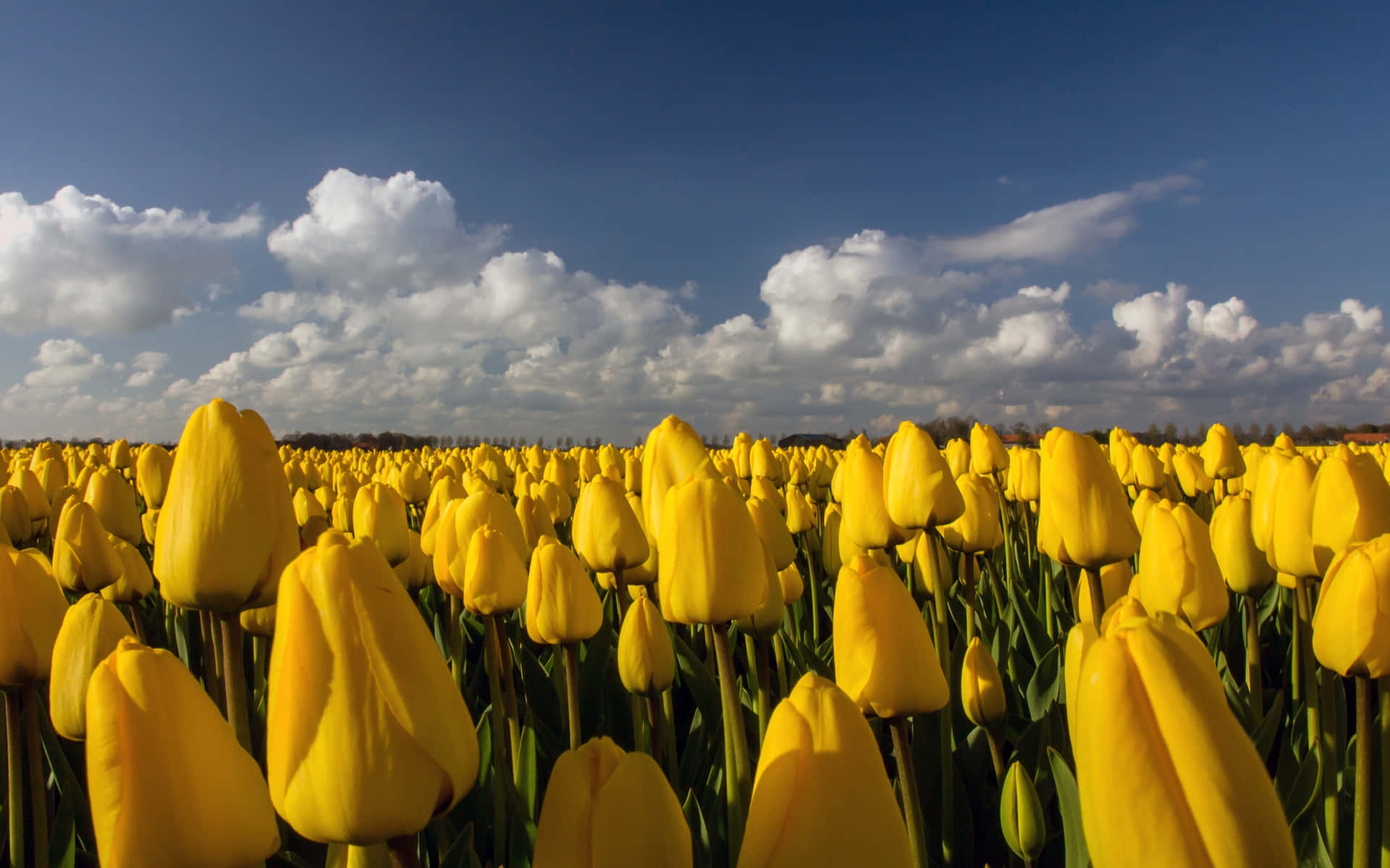 Tulip Field 桌布 壁紙 — 廣闊的金色鬱金香田，在點綴著蓬鬆白雲的明亮藍天下搖曳。