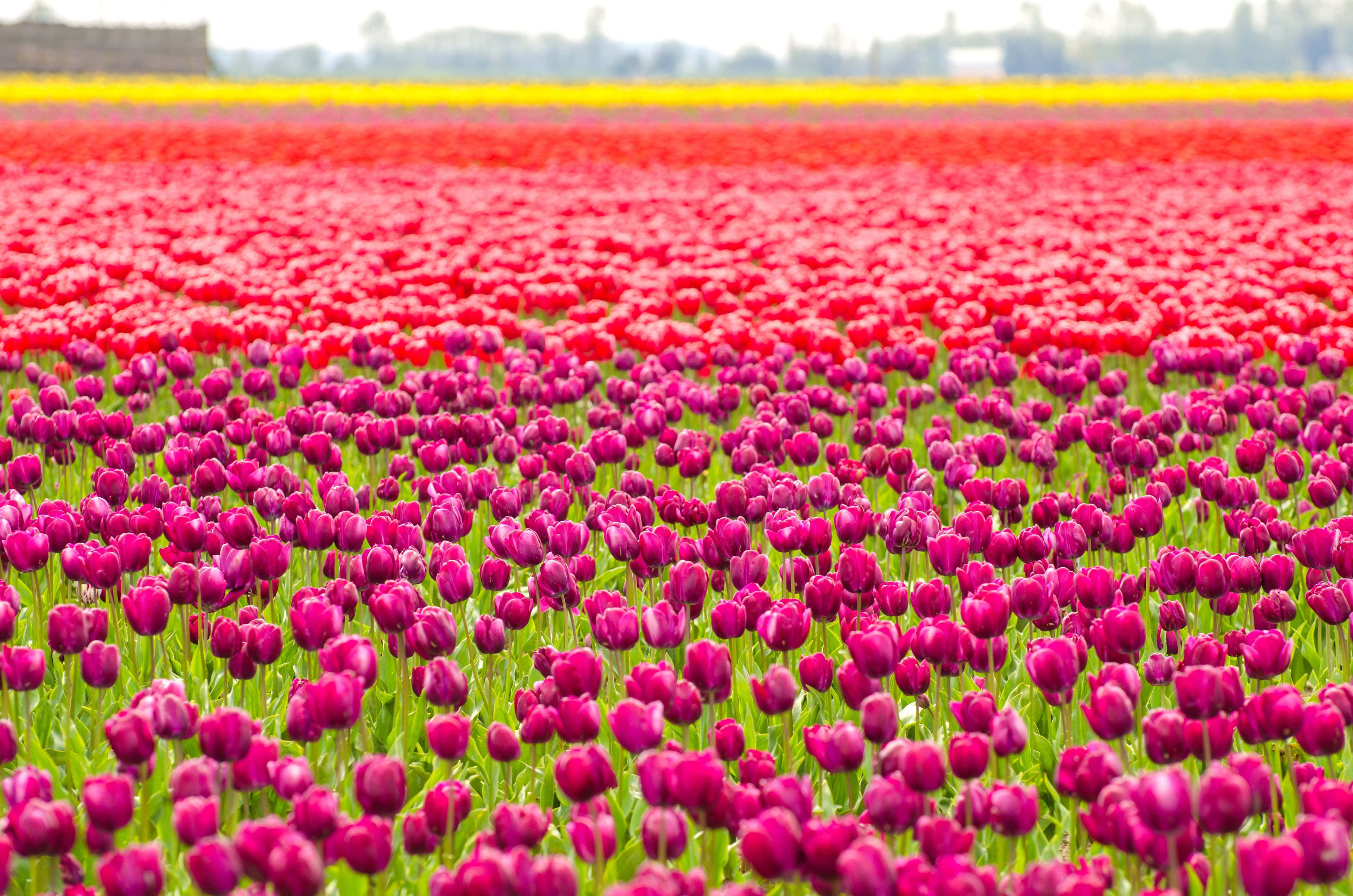 Beautiful Spring 桌布 壁紙 — 廣闊的鮮紅色和洋紅色鬱金香田野，在柔和日光下延伸至遠方的黃色田野。