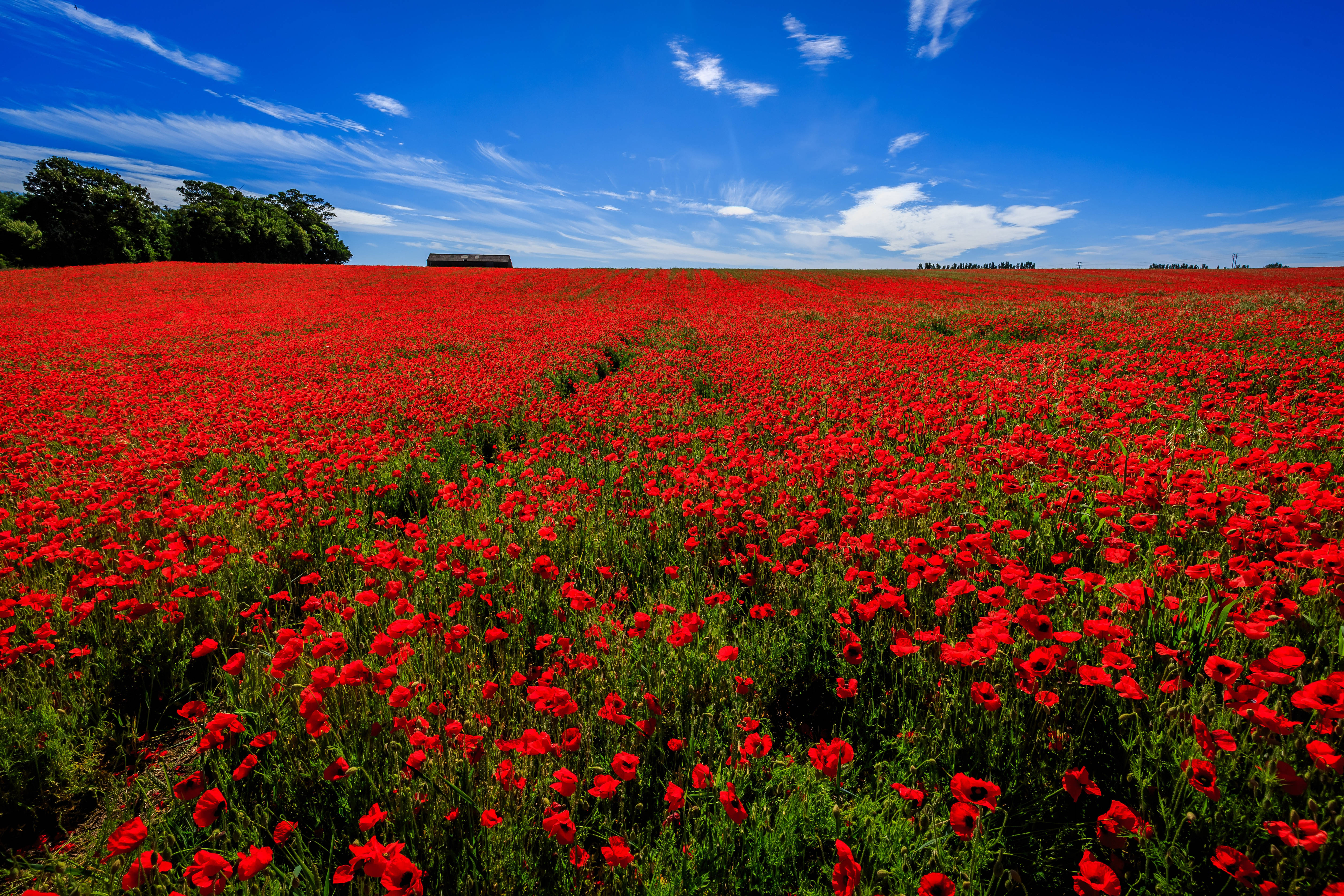 Poppy 桌布 壁紙 — 廣闊的鮮紅色罌粟花田在明亮的藍天下延伸，點綴著縷縷白雲和遠處的樹木。