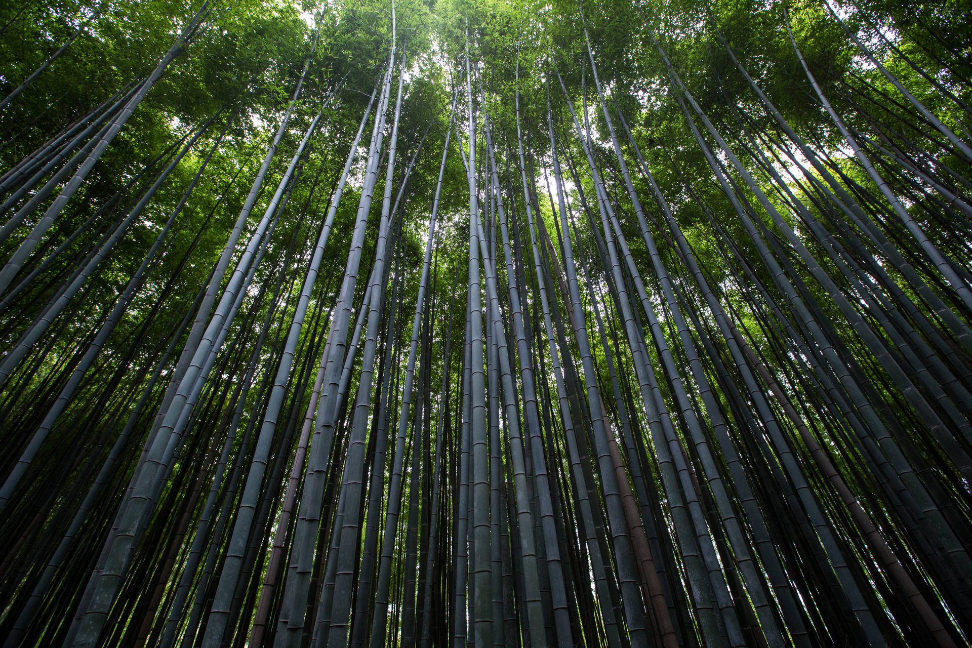 高大的竹莖伸向陽光普照的綠色樹冠。