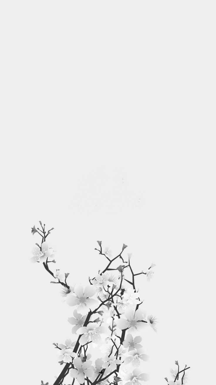 柔和的灰色背景上，黑白相間的細膩櫻花枝條。 — 花系美學 壁紙