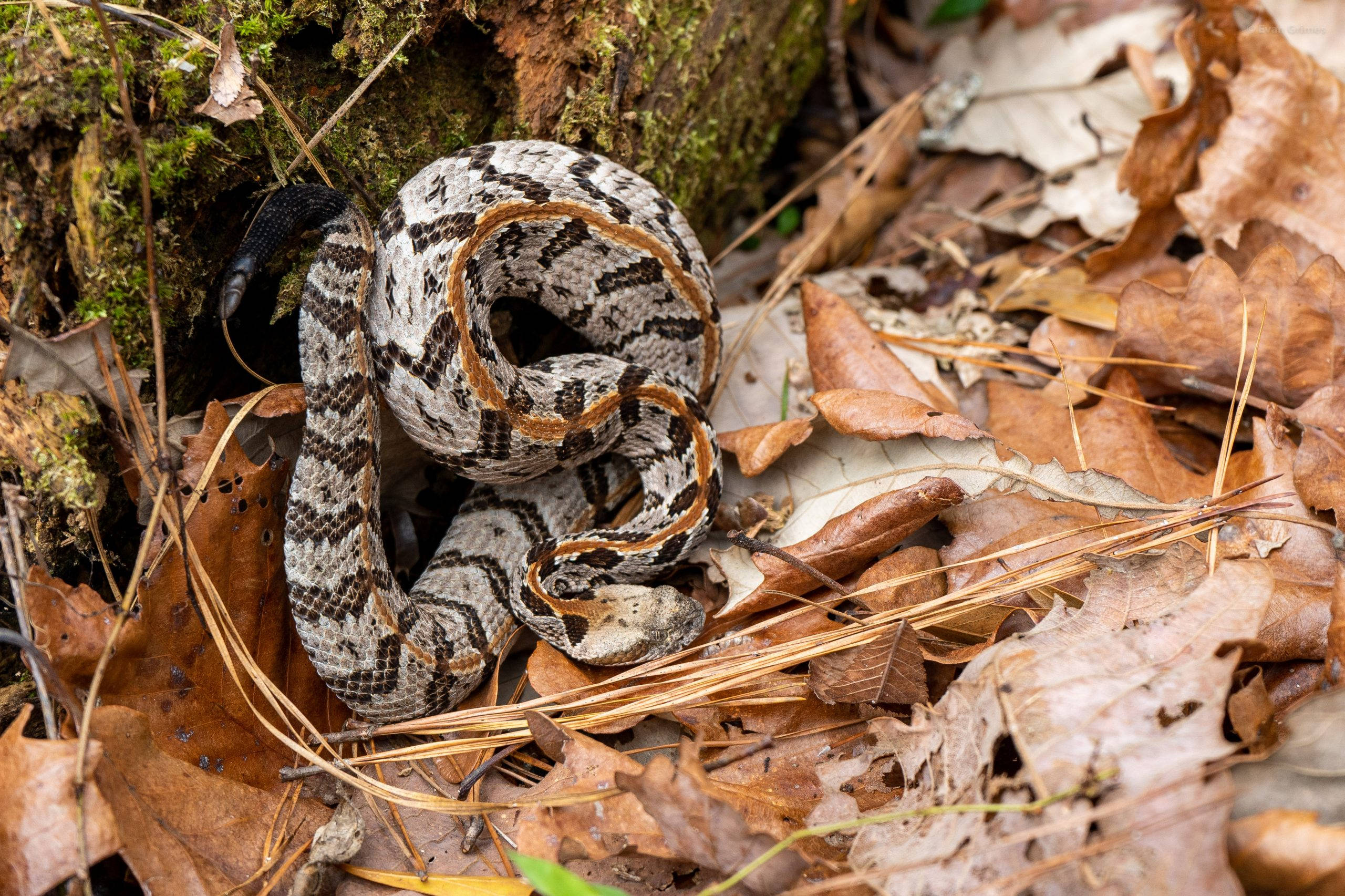 引人入勝的表面：Timber Rattler 的致命優雅 壁紙 — 一條盤繞的響尾蛇，帶有棕色和棕褐色圖案，在森林地面的乾燥樹葉和苔蘚樹皮間休息。
