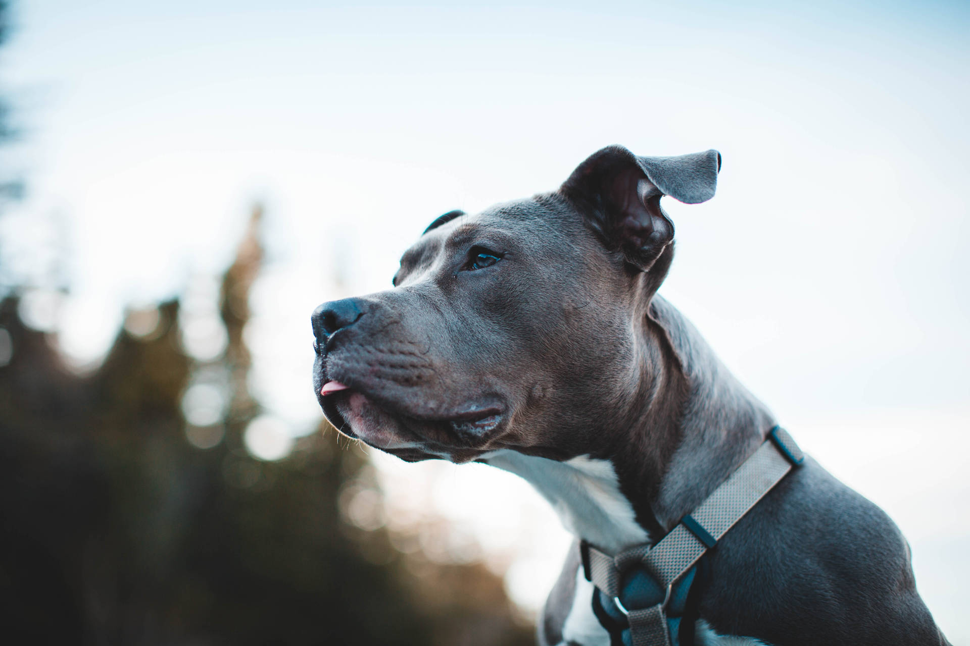一隻穿著胸背帶的灰色比特犬在戶外望向遠方。