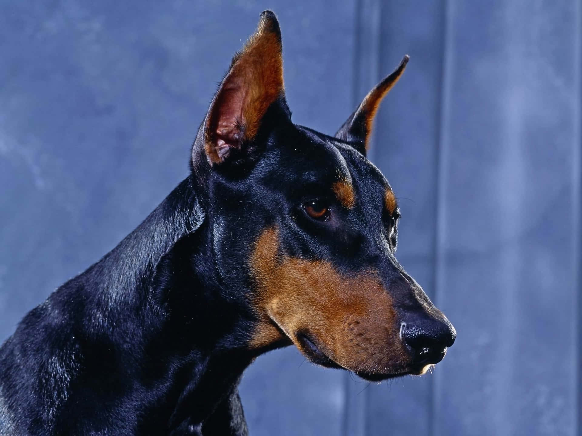 黑色和棕褐色杜賓犬在藍色背景前的側面肖像。