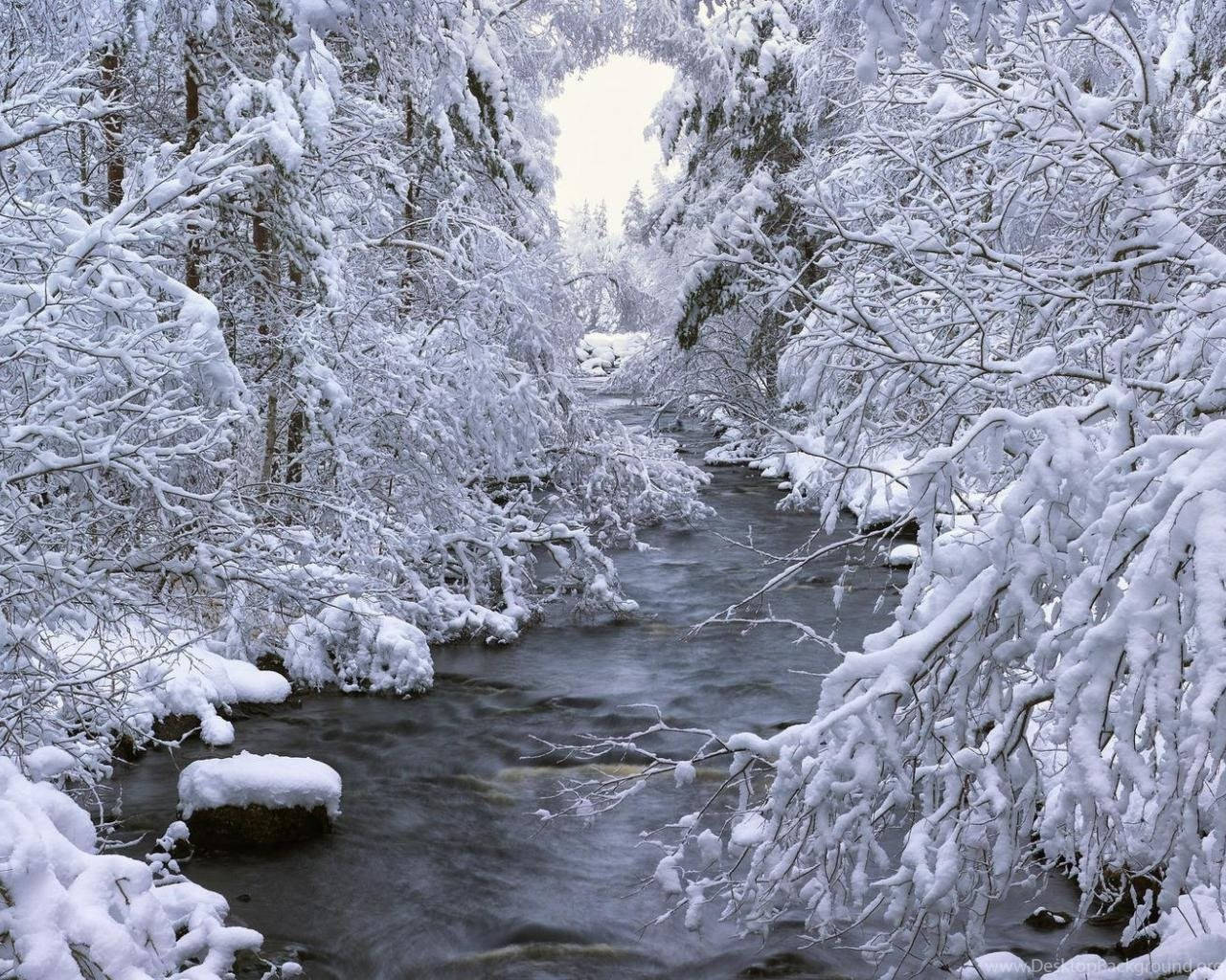 白雪覆蓋的樹木框住了一條在寂靜森林中流淌的冬日溪流。