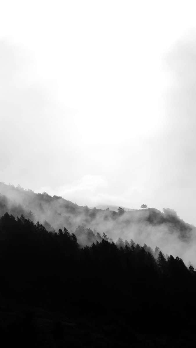 陰天籠罩下，霧氣瀰漫的山坡上深色松樹林