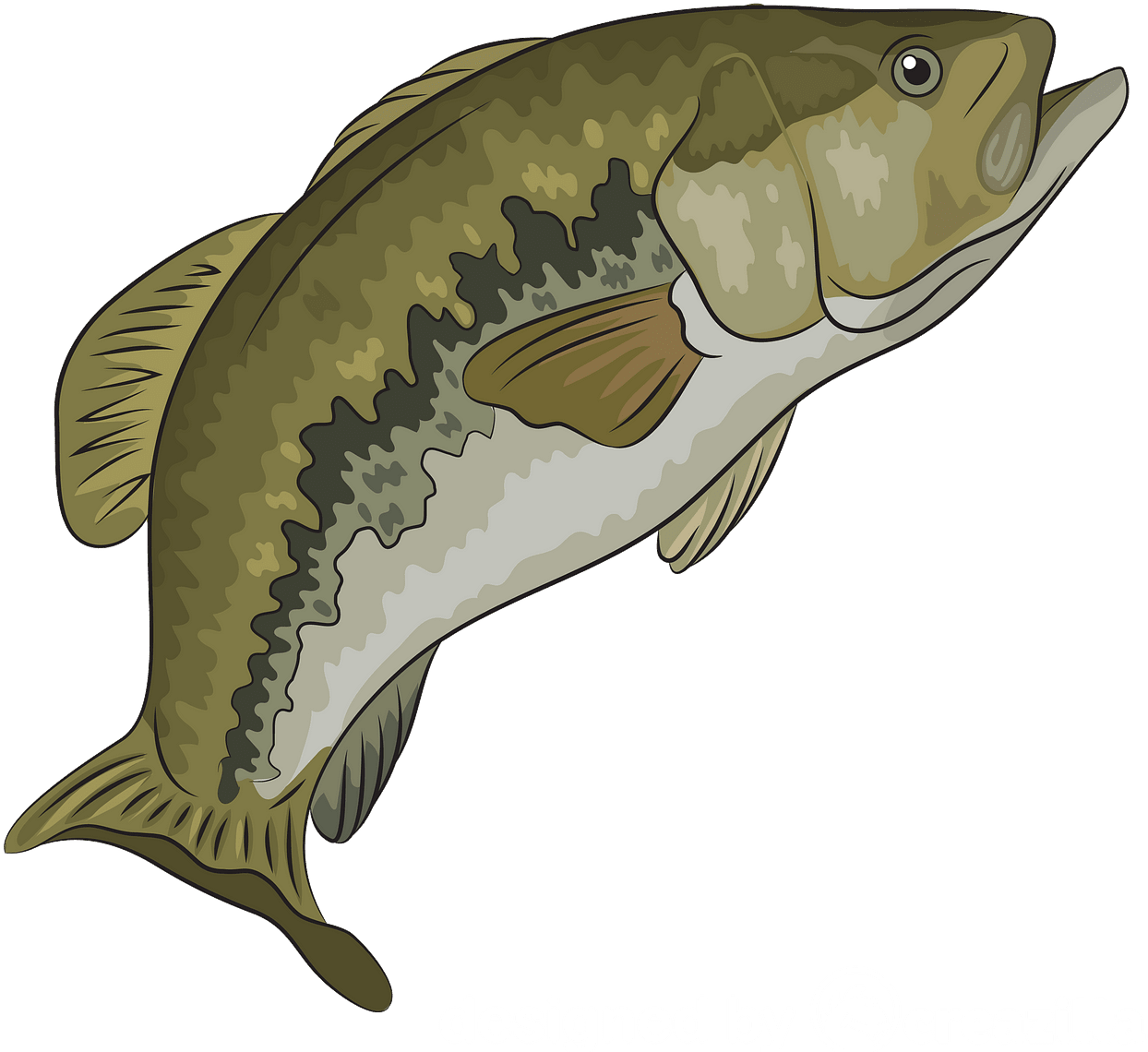 彩繪鯉魚 壁紙 — 一條綠色和白色的鱸魚在黑色背景上跳躍的詳細插圖。