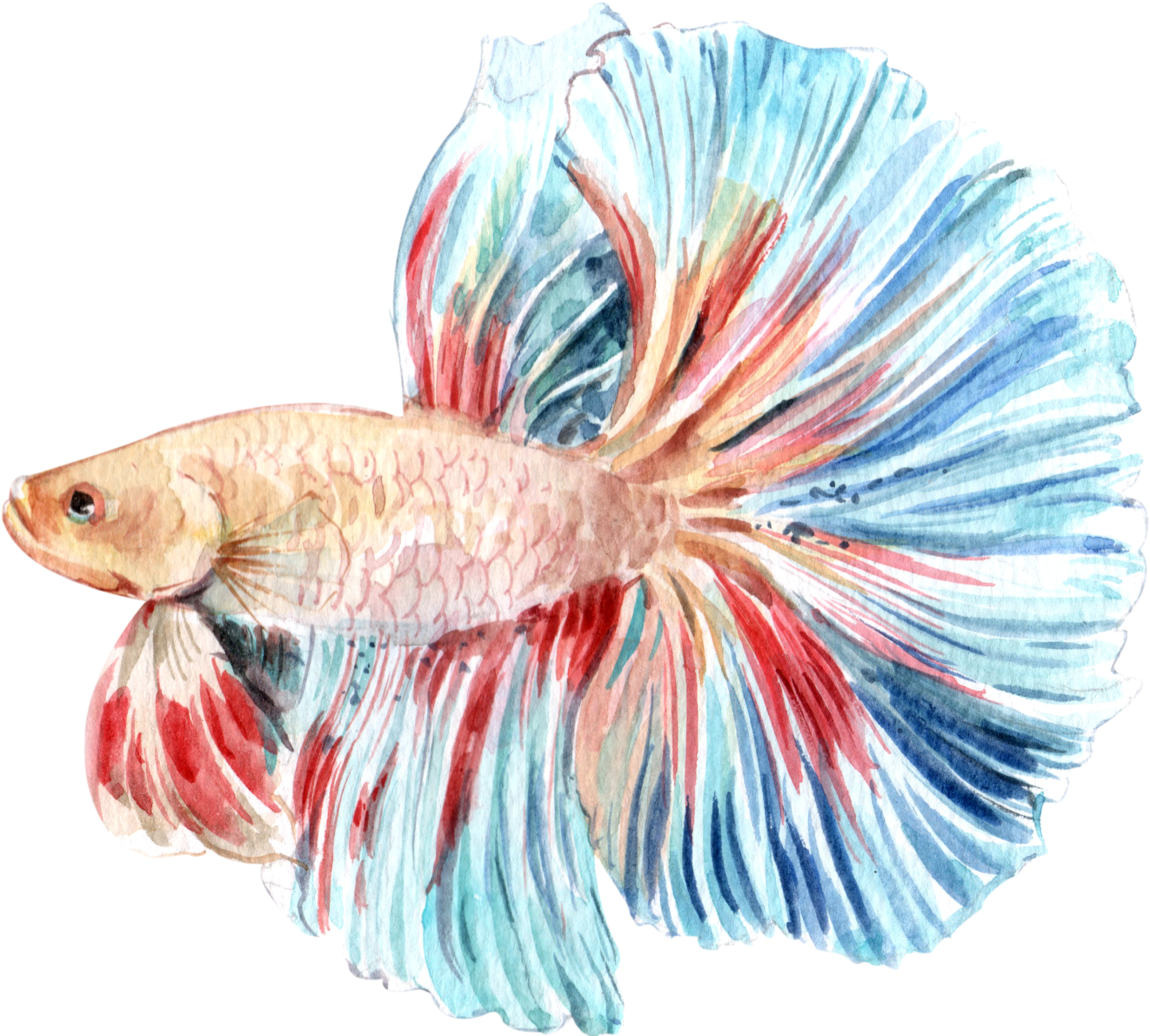 彩色斗魚水彩插圖 壁紙 — 一條色彩鮮豔的水彩鬥魚，帶有流動的藍色和紅色魚鰭，襯托在純黑背景上。