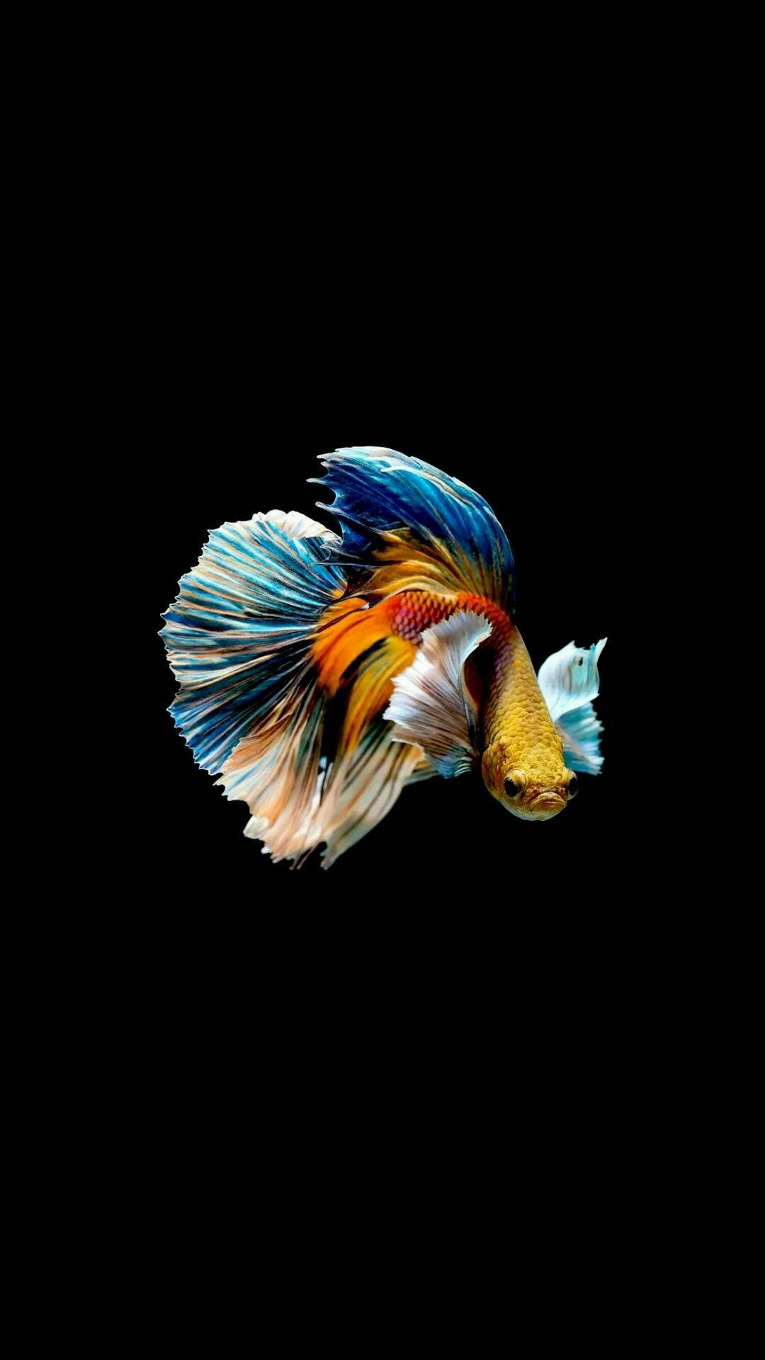 彩色暹羅鬥魚 iPhone 壁紙 — 一條色彩鮮豔的鬥魚，擁有流動的藍色、橙色和白色魚鰭，在純黑色背景下游動。