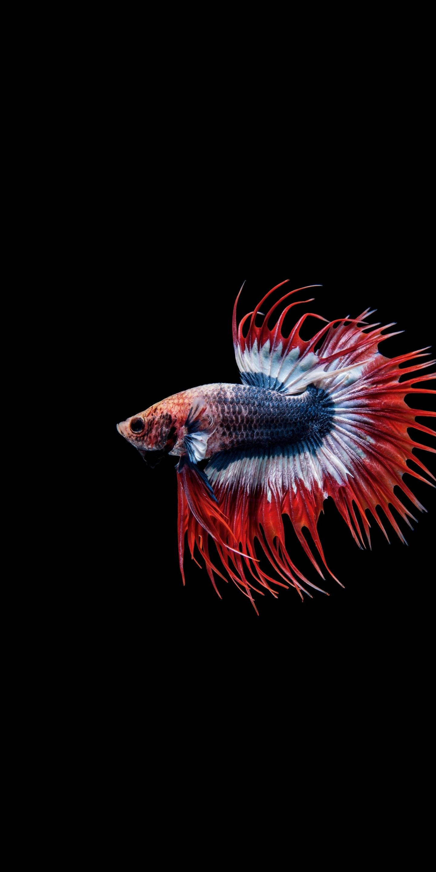 彩色暹羅鬥魚 iPhone 壁紙 — 一條鮮艷的紅白藍鬥魚，擁有流暢的魚鰭，在純黑背景中優雅地游動。