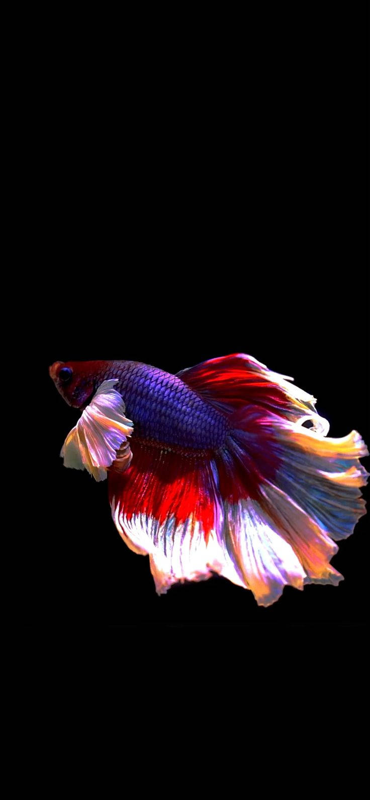 彩色暹羅鬥魚 iPhone 壁紙 — 一條色彩鮮豔的鬥魚，擁有流動的紅色、藍色和白色魚鰭，在純黑色背景上優雅地滑行。