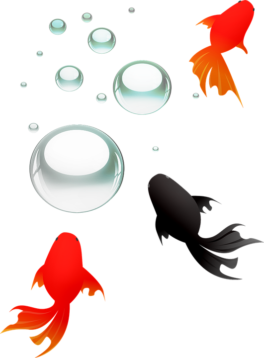 彩色錦鯉向量插畫 壁紙 — 鮮豔的紅色和黑色金魚在純黑色背景下優雅地游動於半透明氣泡之間。