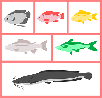 彩色魚類矢量插圖