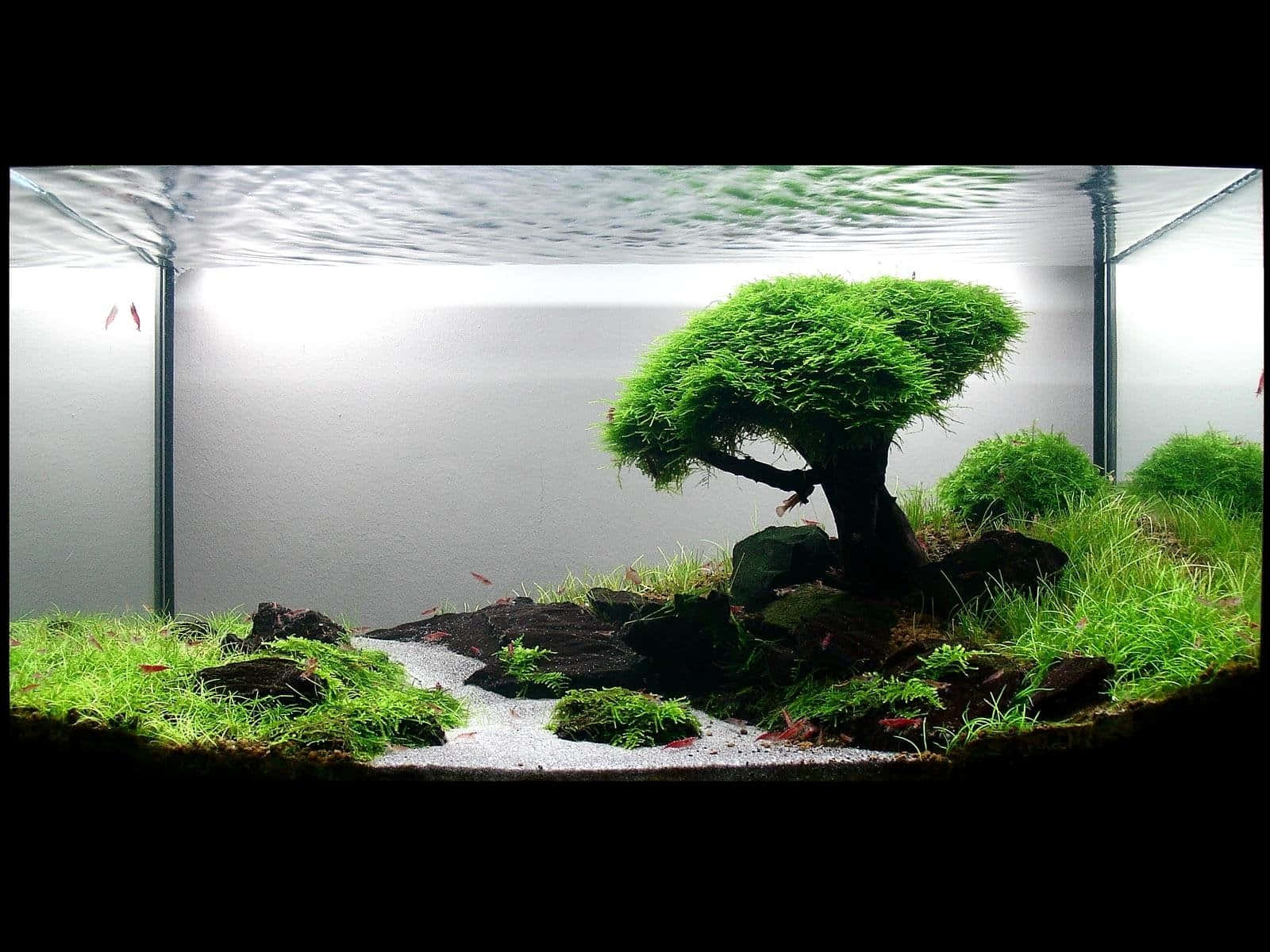 一個寧靜的水族箱，有長滿青苔的樹木、岩石和游動的魚。