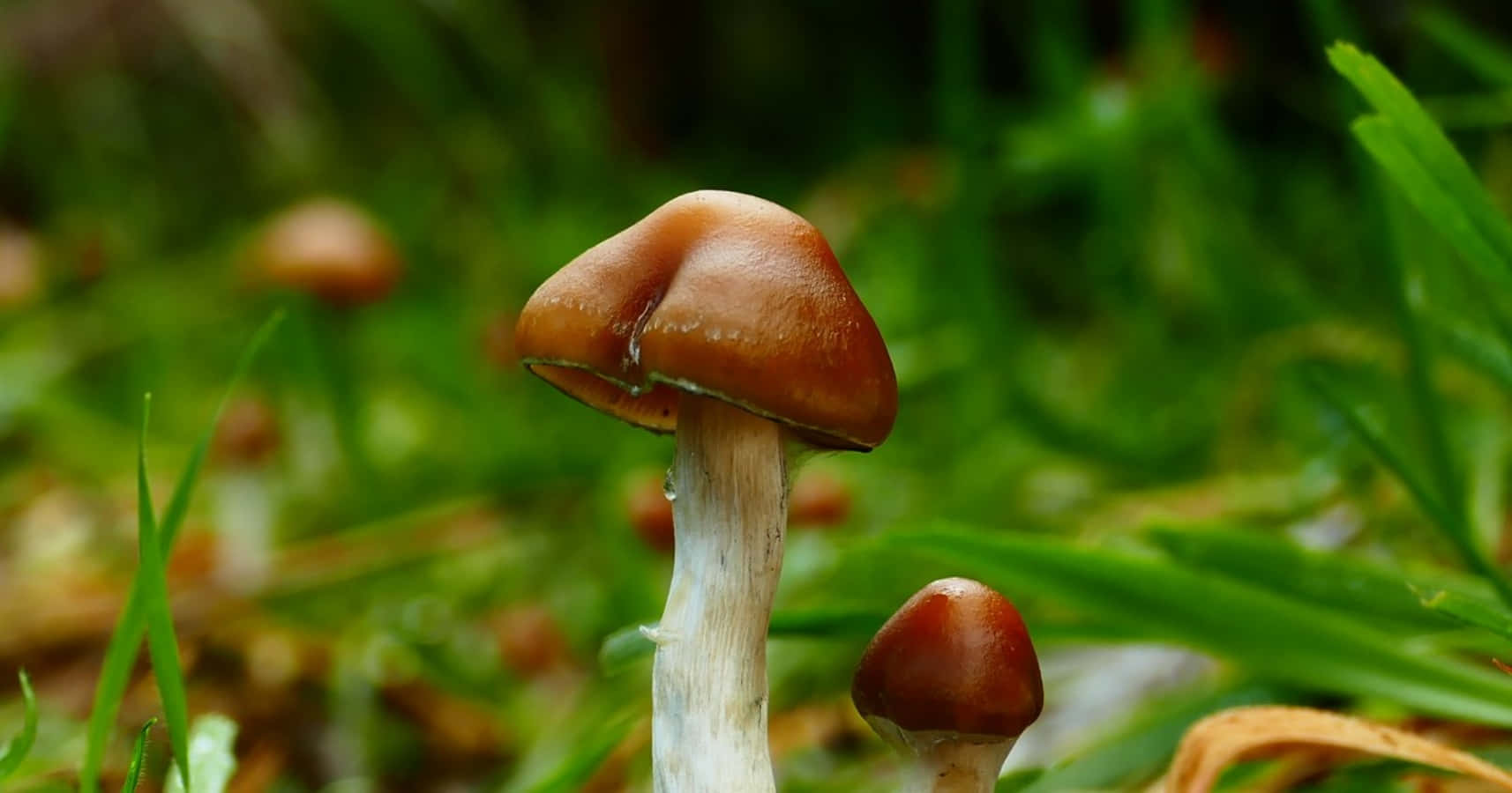 彷彿來自魔法世界的鮮豔蘑菇 壁紙 — 特寫鏡頭：一株棕色菌蓋的蘑菇，生長在充滿活力的綠草中，背景柔和散景。