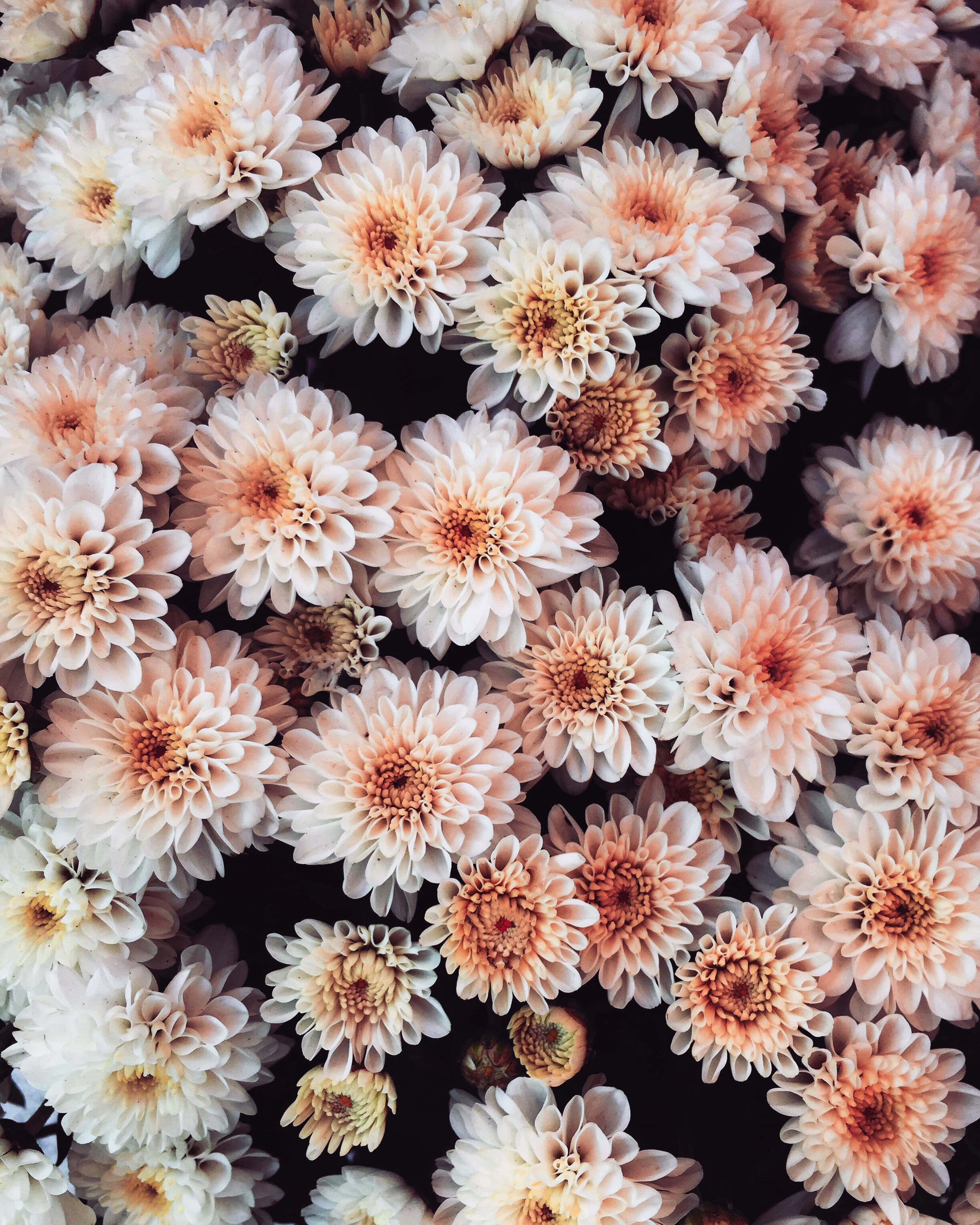 Tumblr Flower 桌布 壁紙 — 從上方俯瞰，柔和的蜜桃色和奶油色菊花密集地襯托在深色背景上。