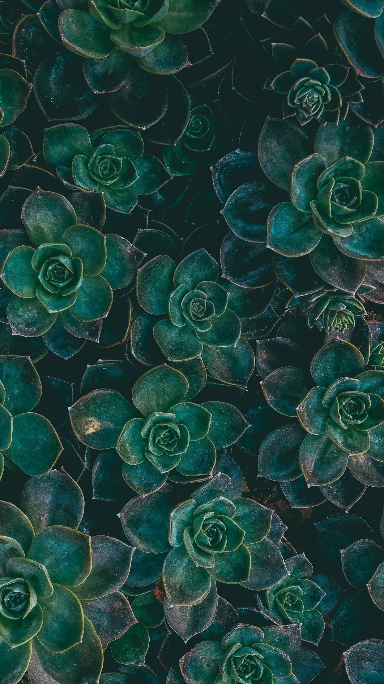 iPhone 桌布 壁紙 — 從上方俯瞰，茂密的綠色多肉植物在深色背景下形成層層疊疊的蓮座狀。