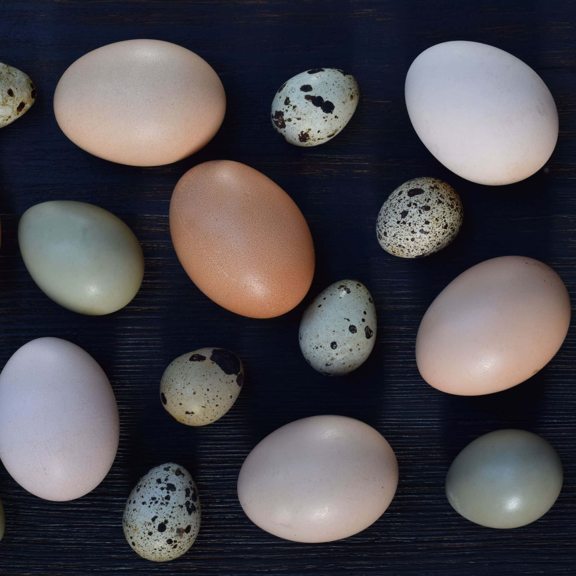 Eggshell 桌布 壁紙 — 從上方俯瞰視角，各種雞蛋和鵪鶉蛋以柔和粉彩色調放置在深色木質表面上。