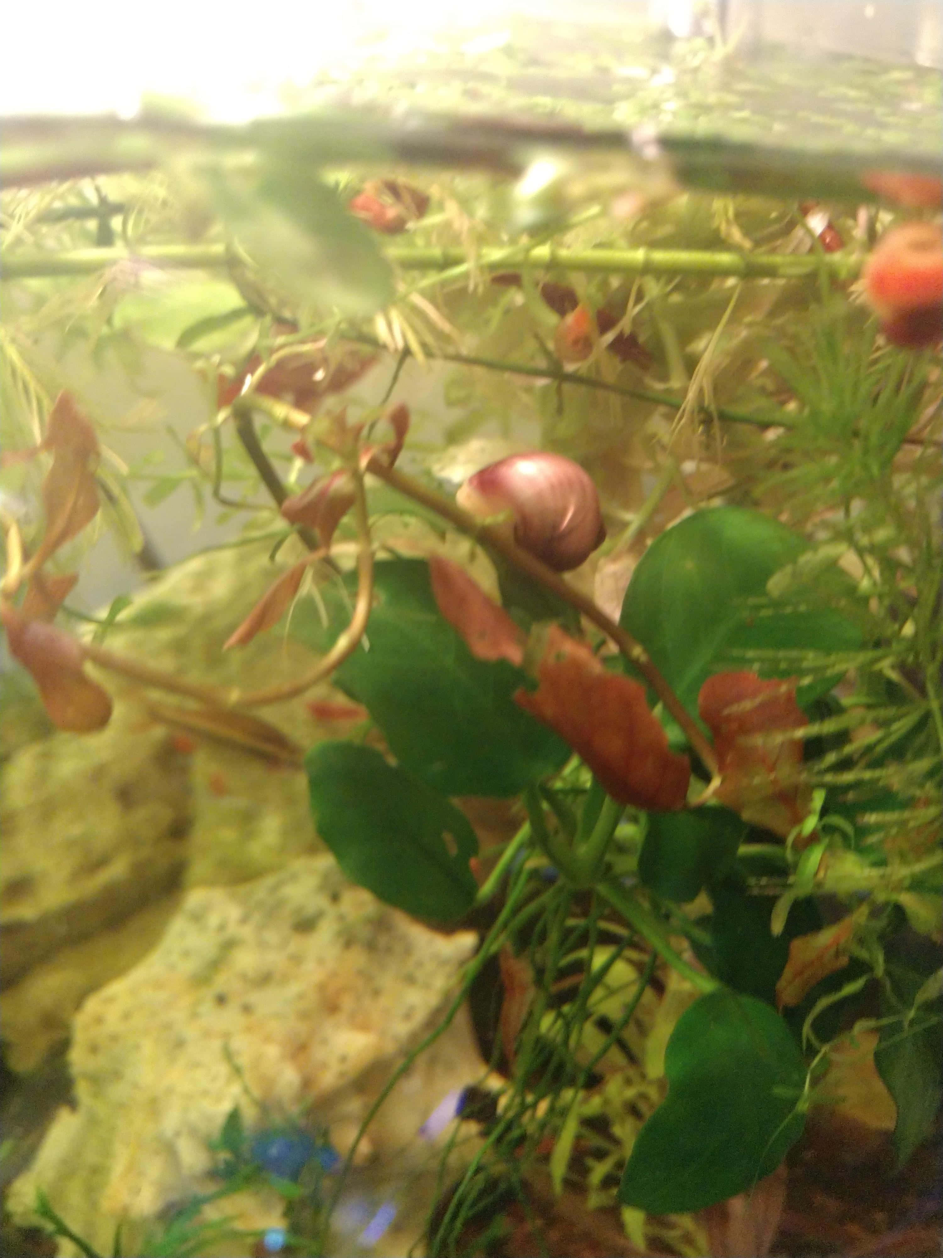 Pink Snail 桌布 壁紙 — 從上方明亮光線照射下，淡水水族箱內綠色植物、棕色樹葉和岩石的水下景觀。