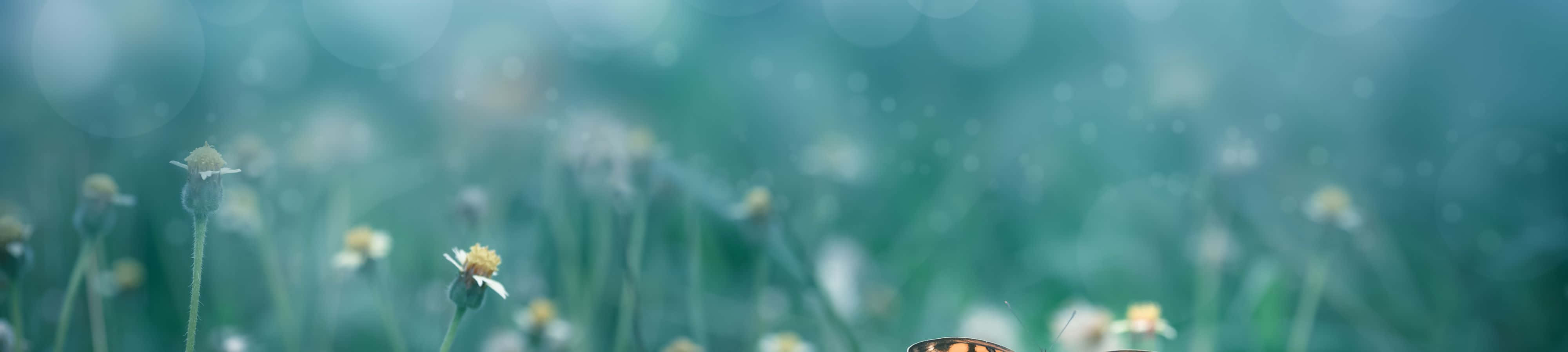 一隻蝴蝶停在草地上，背景是模糊的藍綠色。