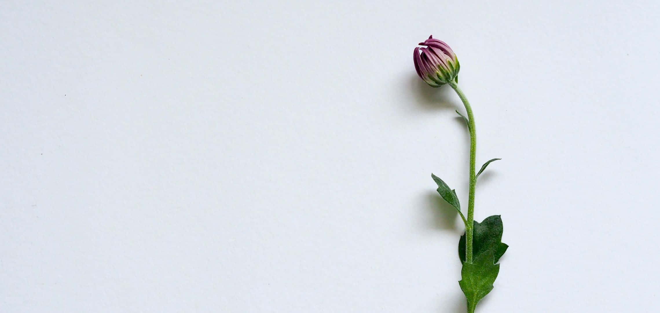 一朵紫色花蕾，長在綠色莖上，帶有葉子，襯在白色背景上。