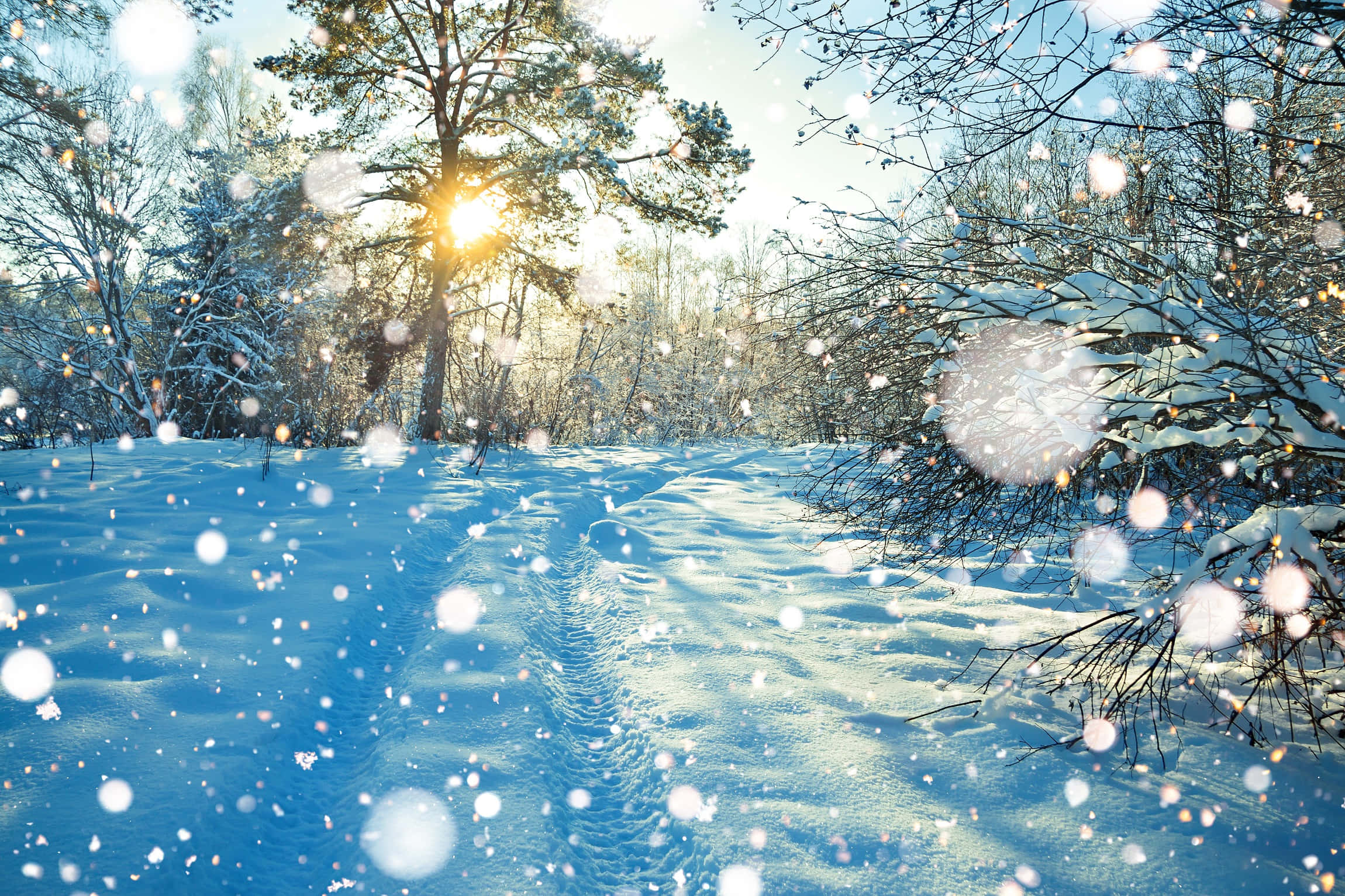 從寧靜到魔法——雪中的冬夜 壁紙 — 陽光穿過覆蓋著雪的樹木，在蜿蜒的雪徑上投射出溫暖的光芒，雪花飄落，鏡頭眩光。
