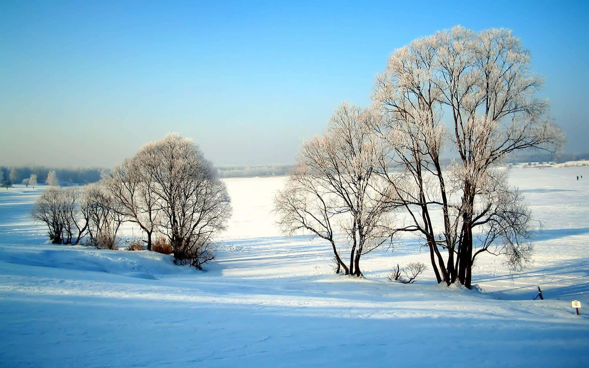 晴朗藍天下雪地上的冰凍樹木。
