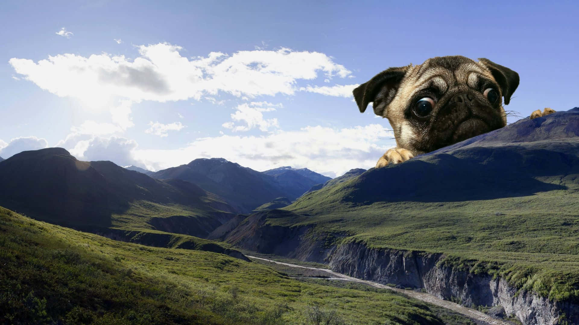 一隻八哥犬在風景如畫的山谷中從山脊上探出頭來。