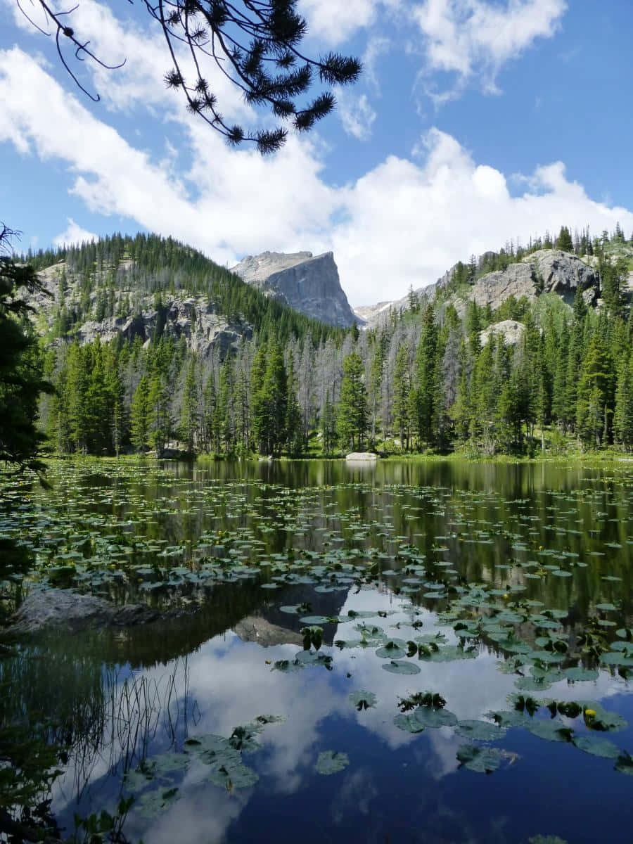 從科羅拉多山脈欣賞令人驚嘆的巖山景觀 壁紙 — 一個寧靜的高山湖泊點綴著睡蓮葉，映照出高聳的松林和岩石山峰，上方是晴朗的藍天和蓬鬆的白雲。