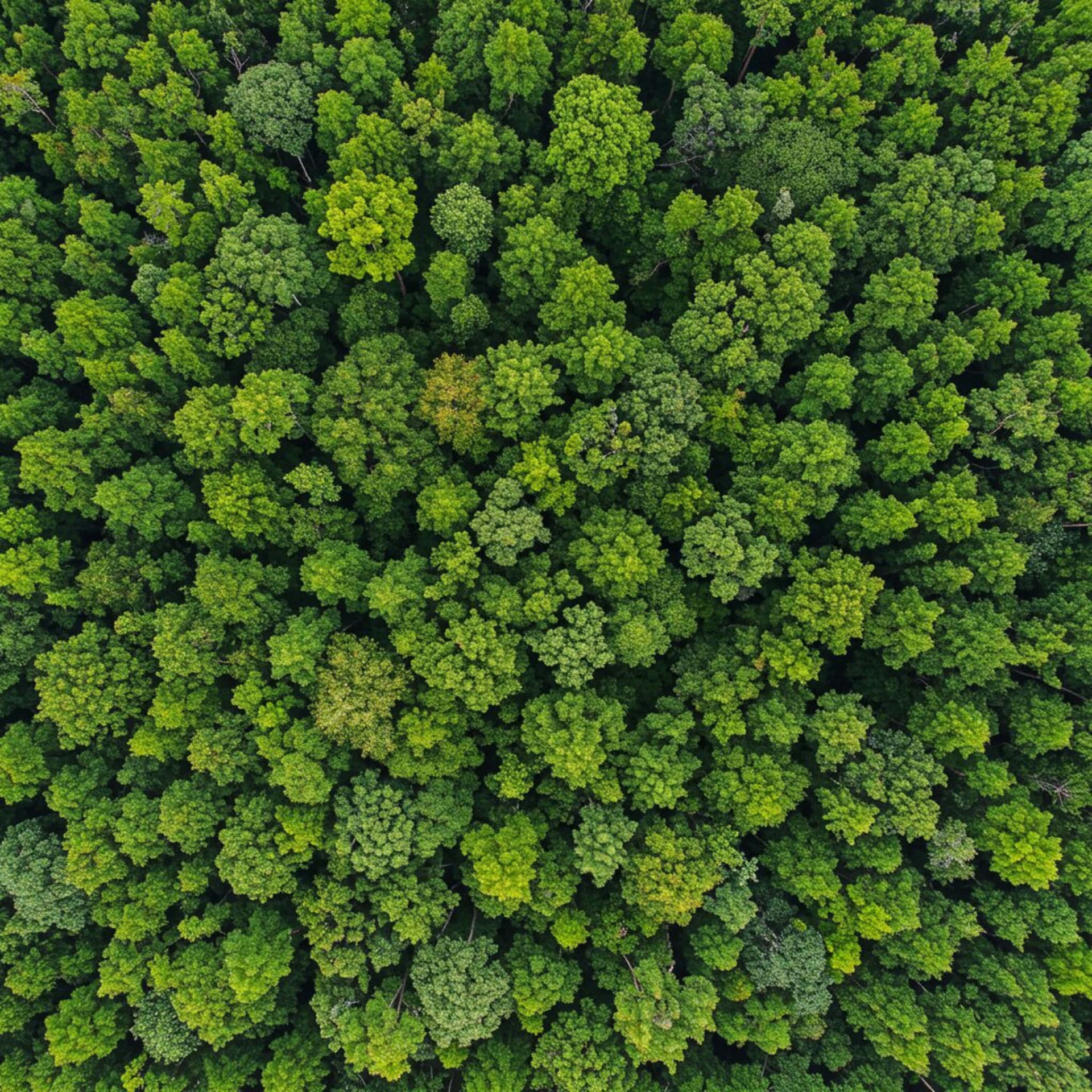 茂密綠色森林樹冠的鳥瞰圖，樹冠多樣。