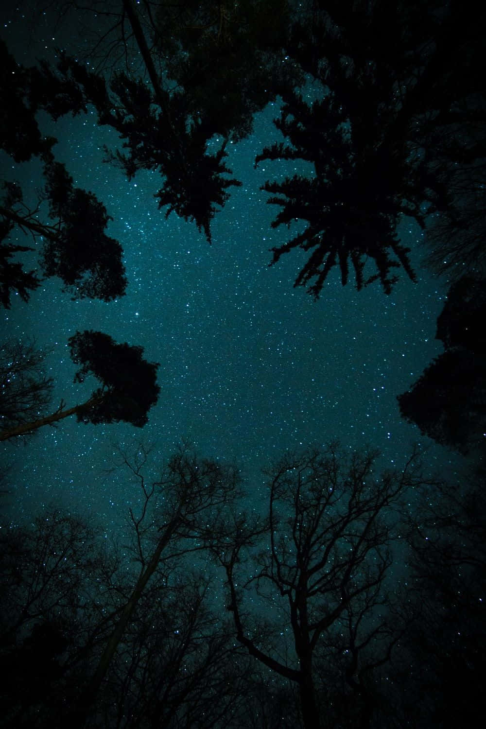 夜間透過深色樹木剪影看到的滿天星斗的青綠色天空。