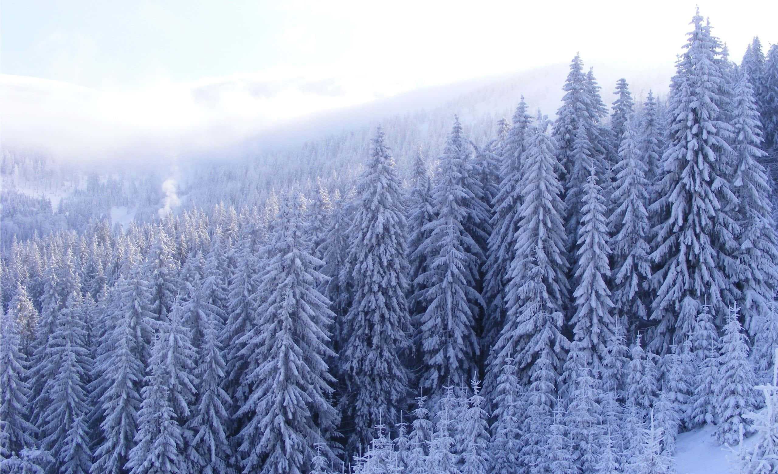 Snow Trees 桌布 壁紙 — 從高空俯瞰，無盡的積雪松樹覆蓋著山谷，在柔和冬日陽光下。