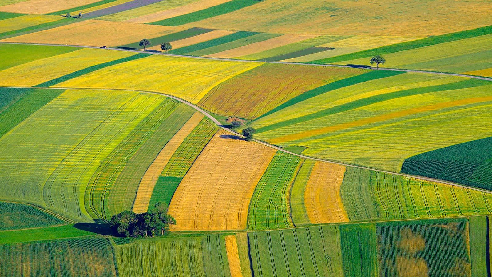 Agriculture 桌布 壁紙 — 從高空俯瞰充滿活力的幾何農田，呈現金綠色調，蜿蜒的道路和散落的樹木在明亮的陽光下。