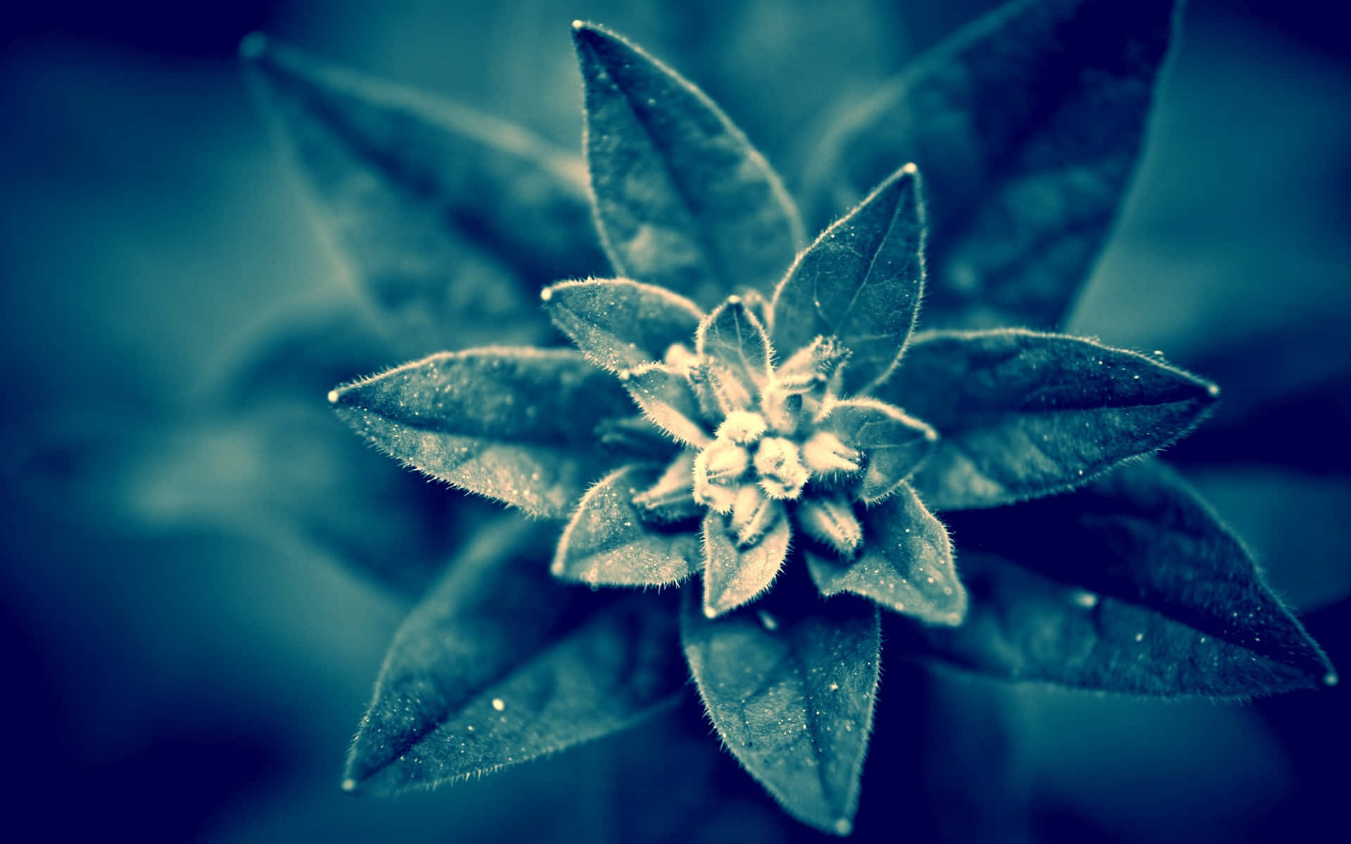 從鮮綠葉片中綻放的花朵 壁紙 — 模糊背景襯托下，冷藍光中帶有露珠的絨毛花朵特寫。