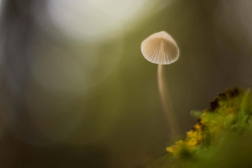 復古可愛蘑菇散景光效壁紙 壁紙 — 一朵精緻的淡色蘑菇，帶有凹槽的菌蓋，從長滿苔蘚的地面冒出，背景是柔和的綠色散景。