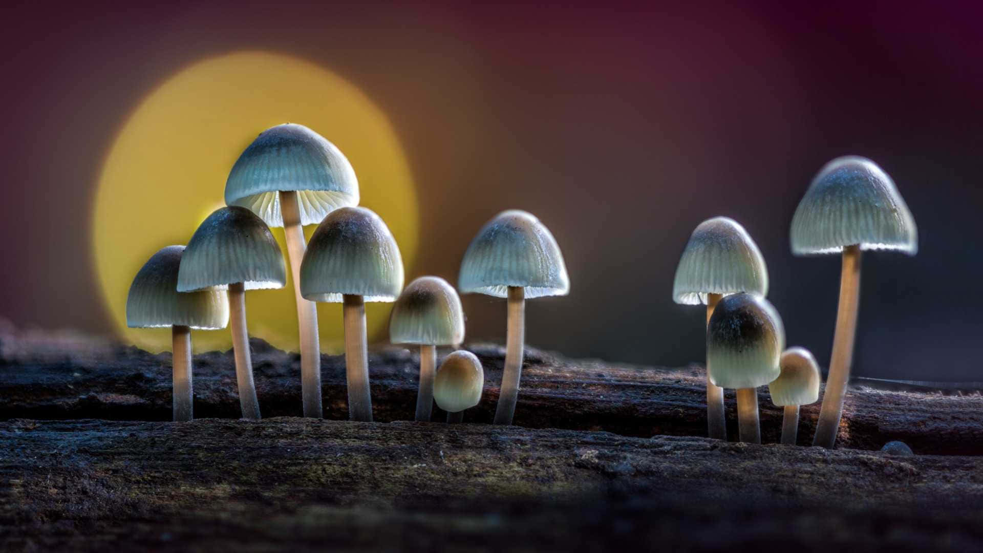 復古可愛魔法蘑菇枯枝生長 壁紙 — 細小蘑菇在溫暖的日落背景下，在黑暗的森林地面上柔和地發光。