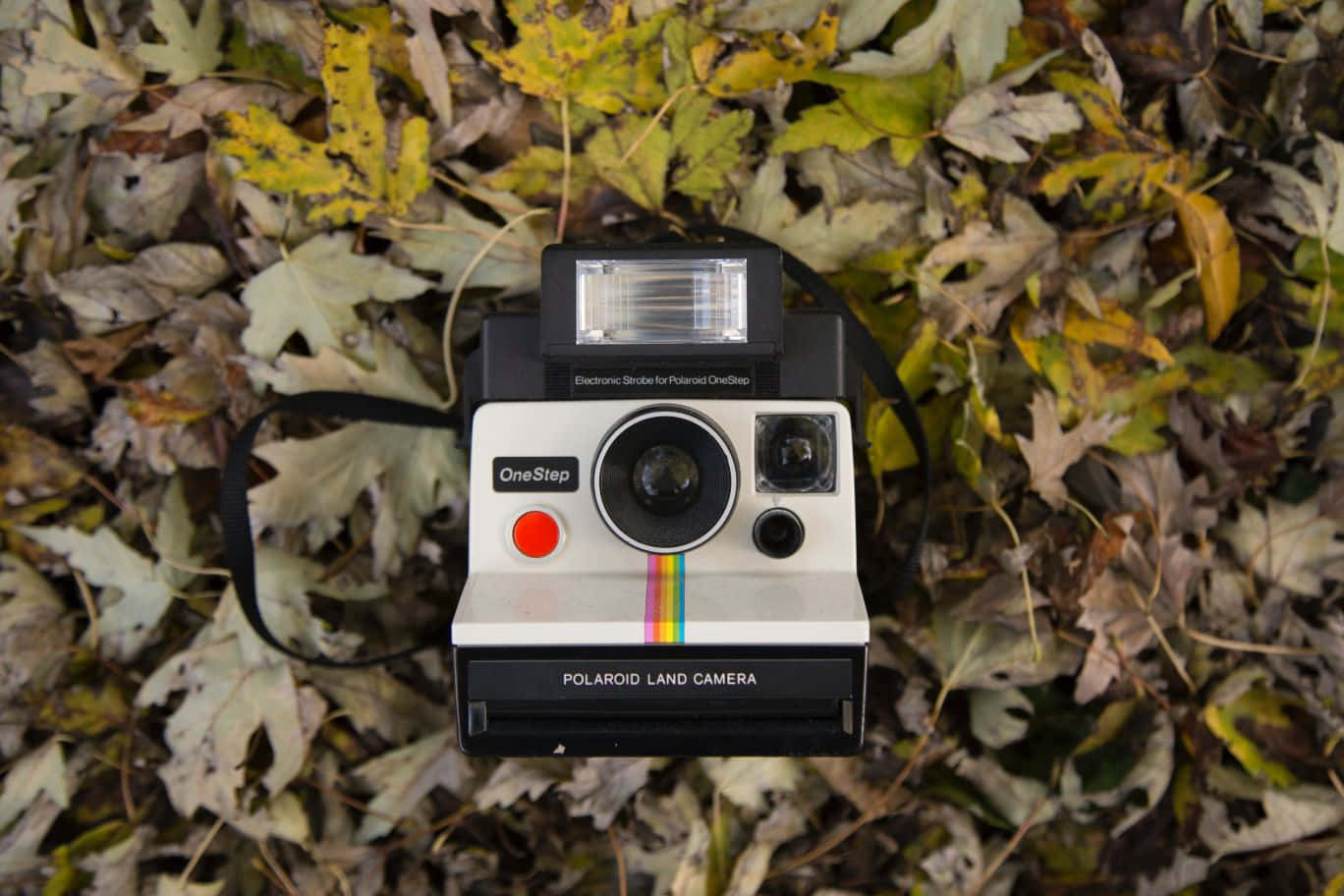 復古寶麗來相機與秋葉 壁紙 — 一部復古Polaroid OneStep相機放在一張由大地色調的秋葉鋪成的床上。