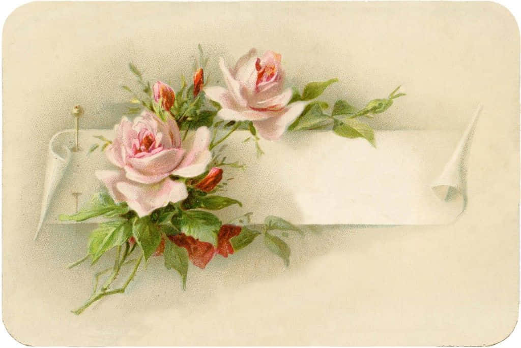 Vintage Rose 桌布 壁紙 — 復古插圖，柔和的粉紅玫瑰和綠葉排列在奶油色的捲軸橫幅上。
