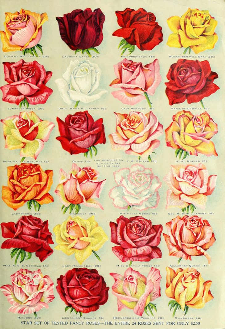 Rose Art 桌布 壁紙 — 復古插圖目錄頁，展示24種不同玫瑰品種，附名稱和價格，採用柔和粉彩色調。