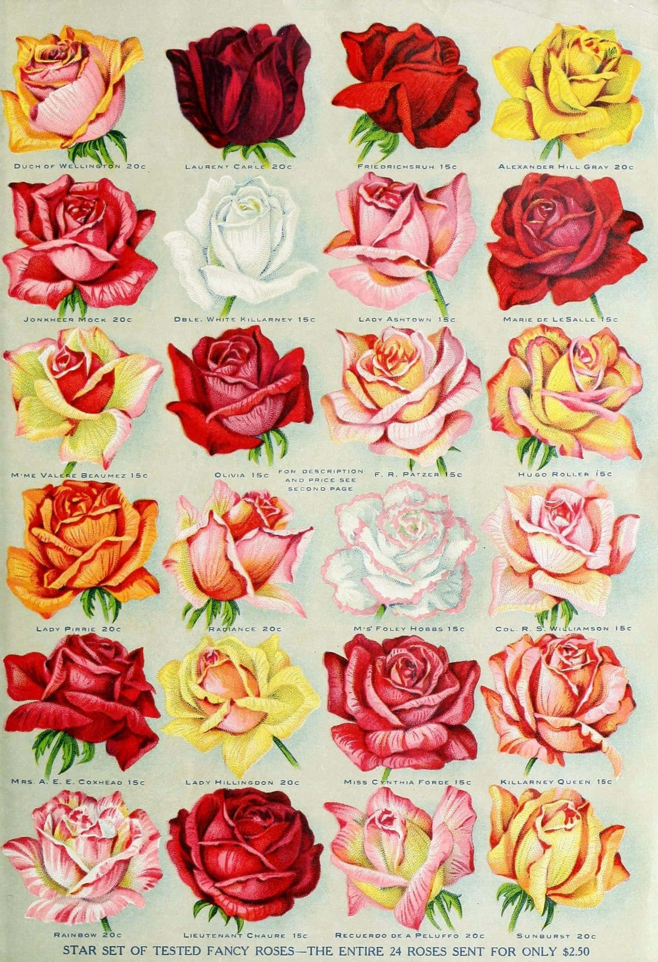 Vintage Rose 桌布 壁紙 — 復古插圖目錄頁面，以網格佈局展示24種不同的玫瑰品種，附有名稱和價格。