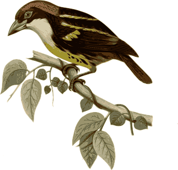 復古插畫風格雀鳥棲枝 壁紙